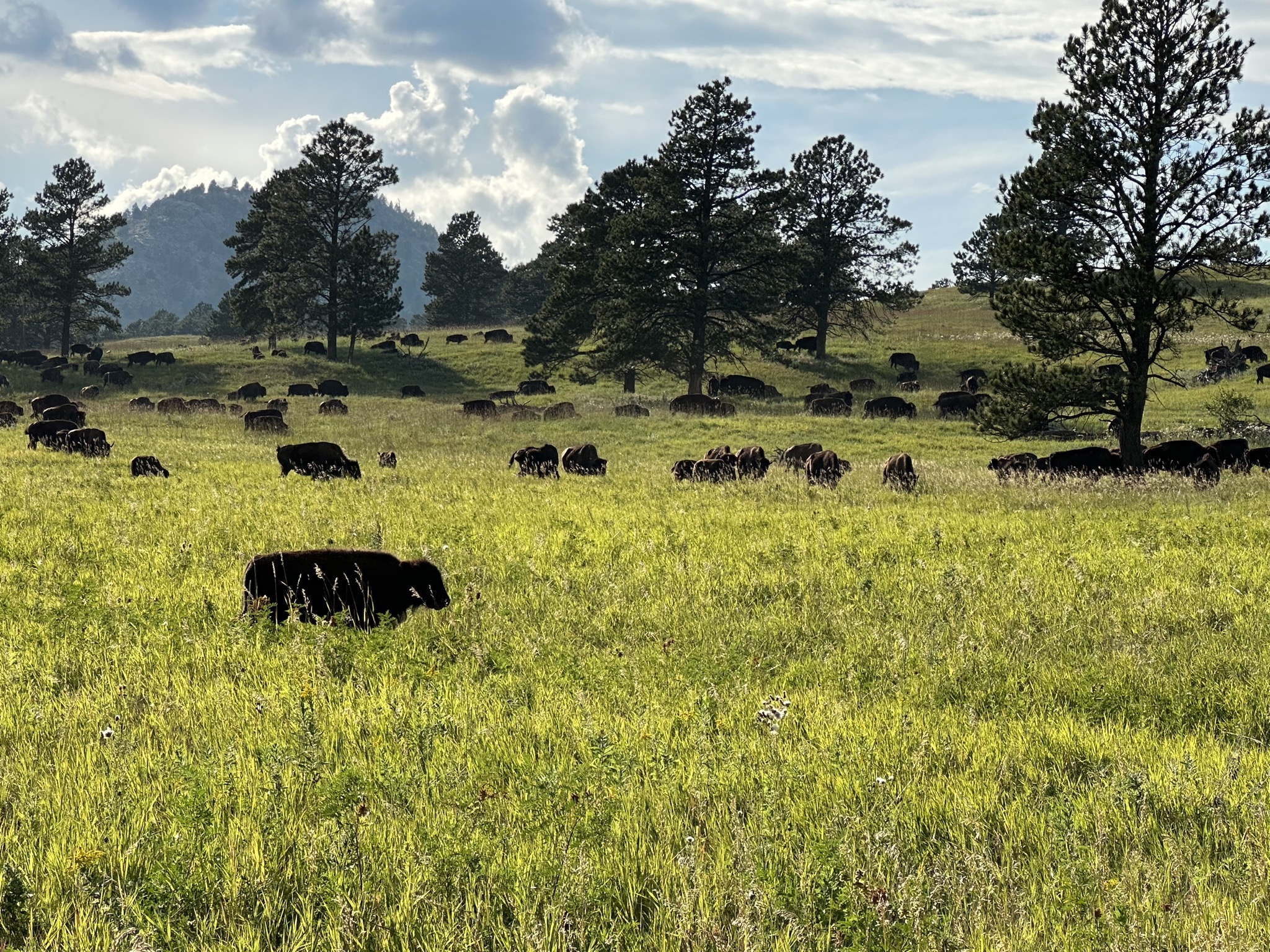 Bison
