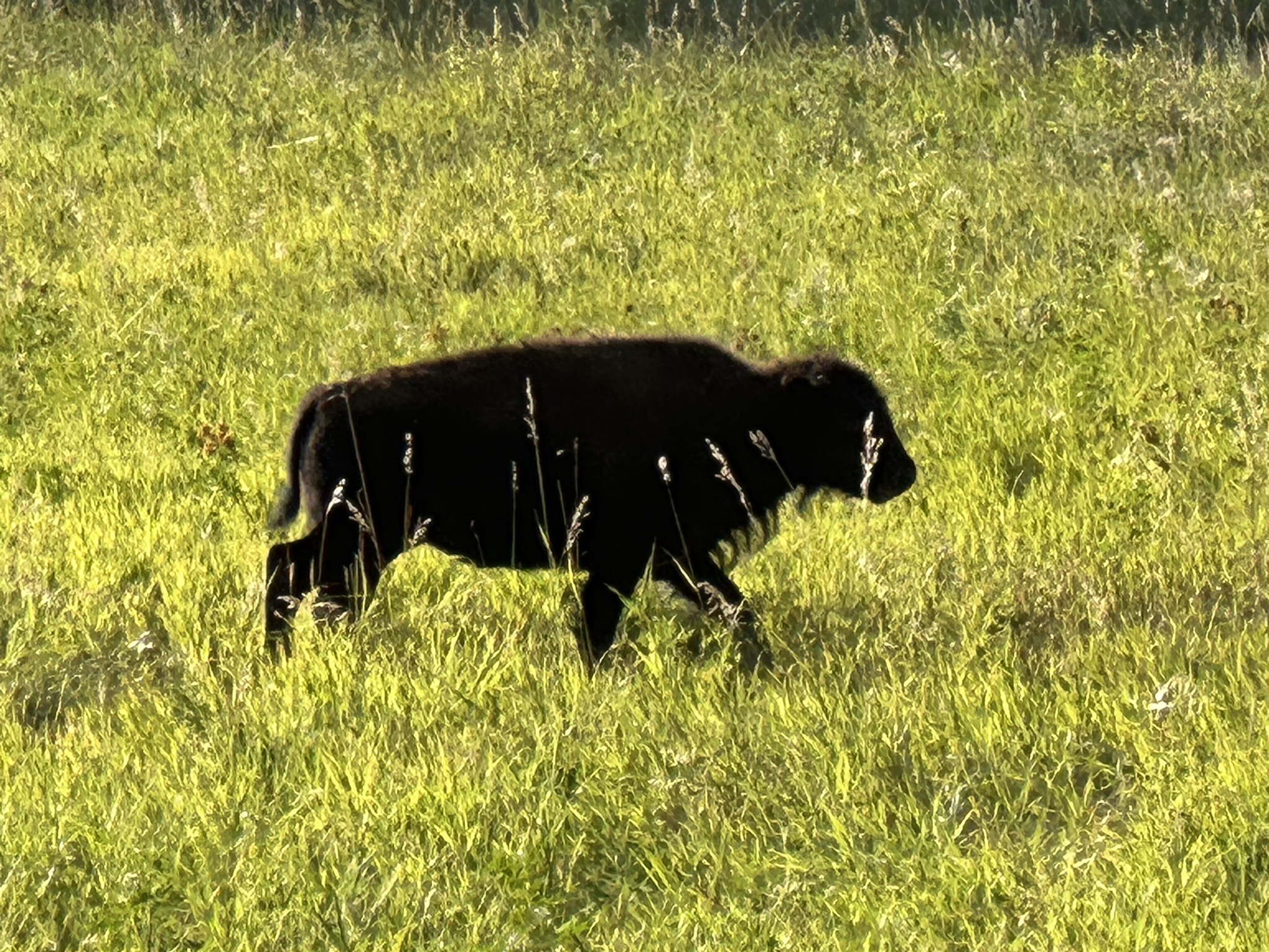 Bison