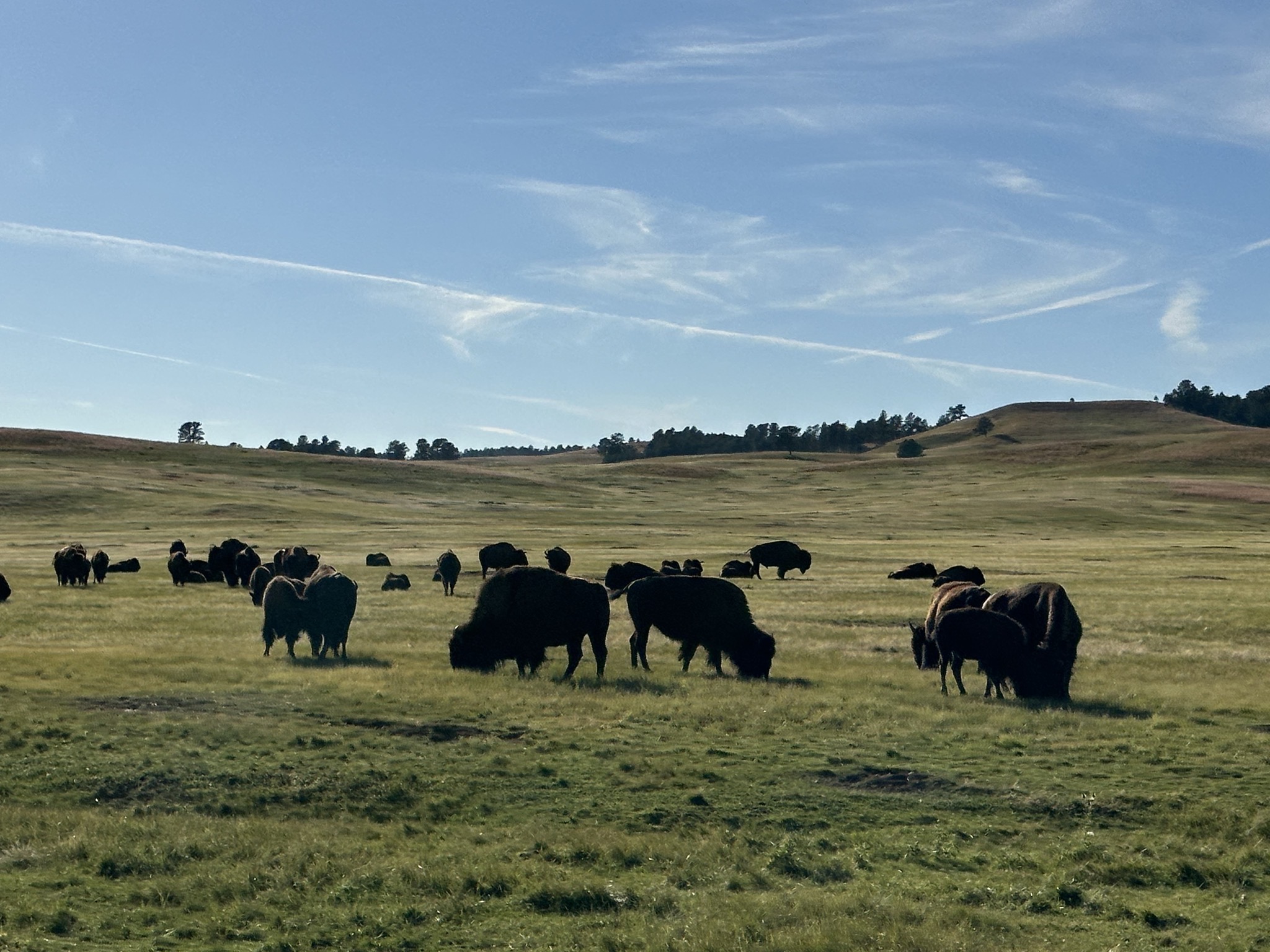 Bison