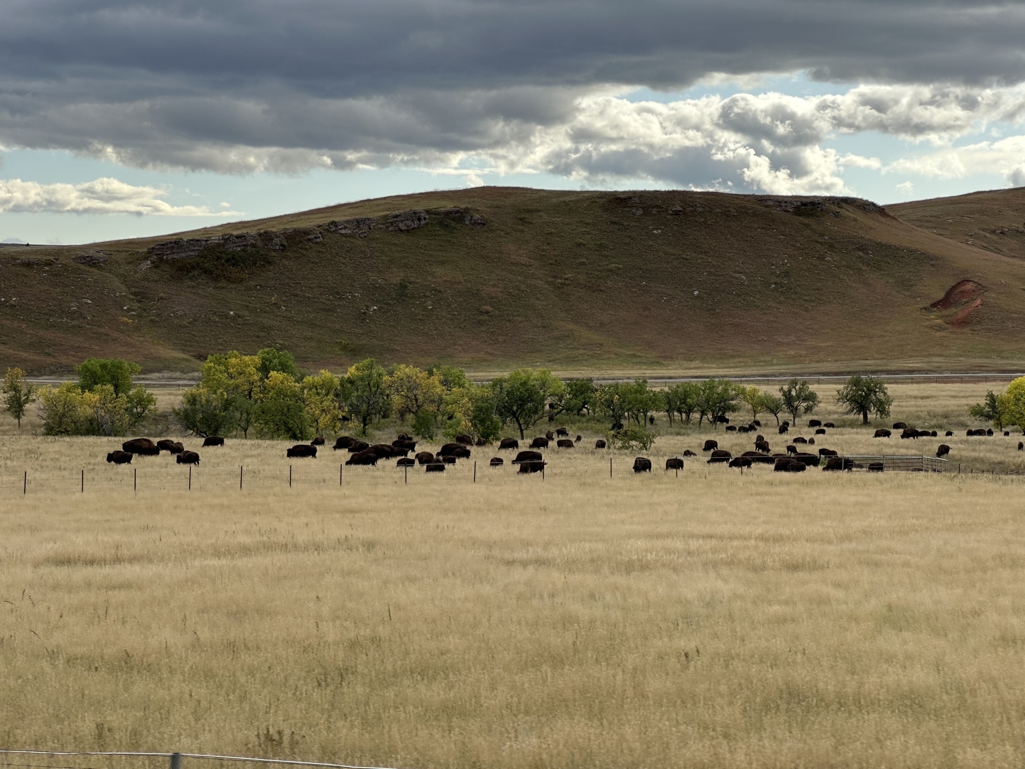 Bison