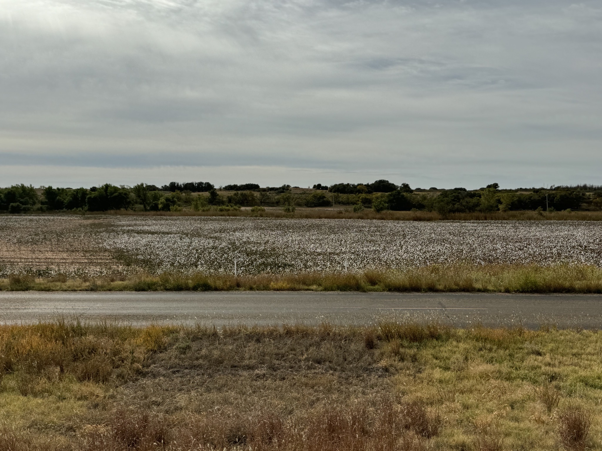 Cotton field