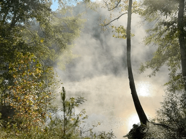 Morning mist