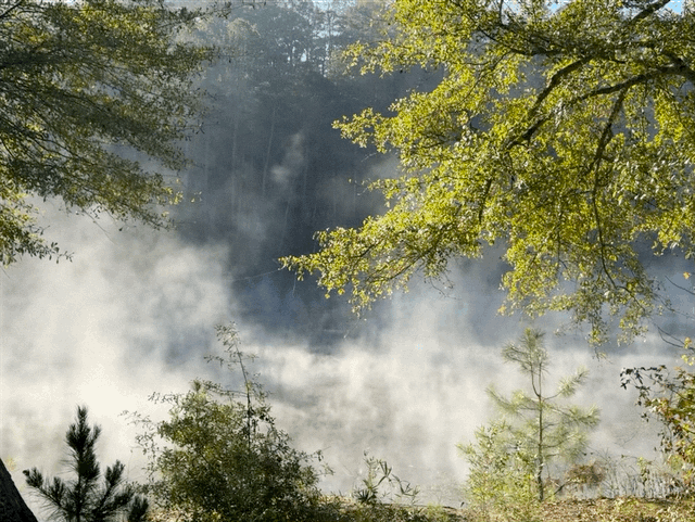 Morning mist