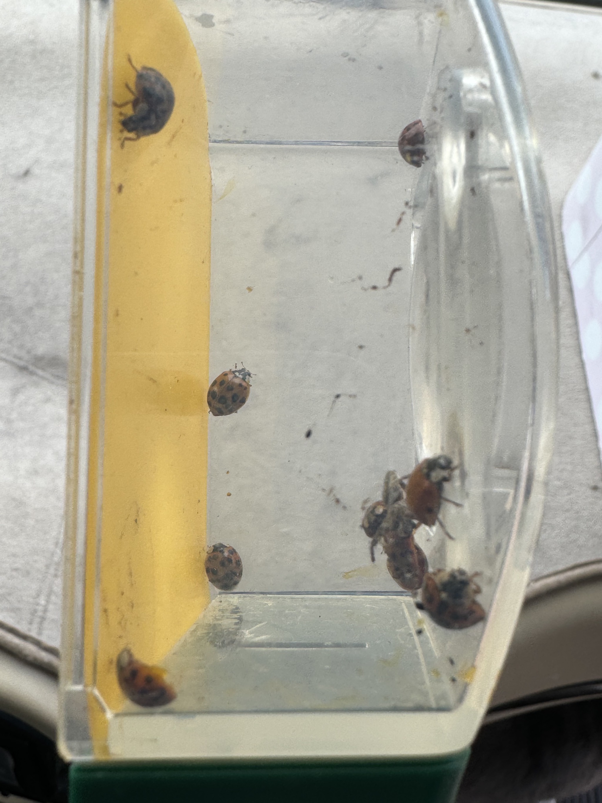 Asian Lady Beetles