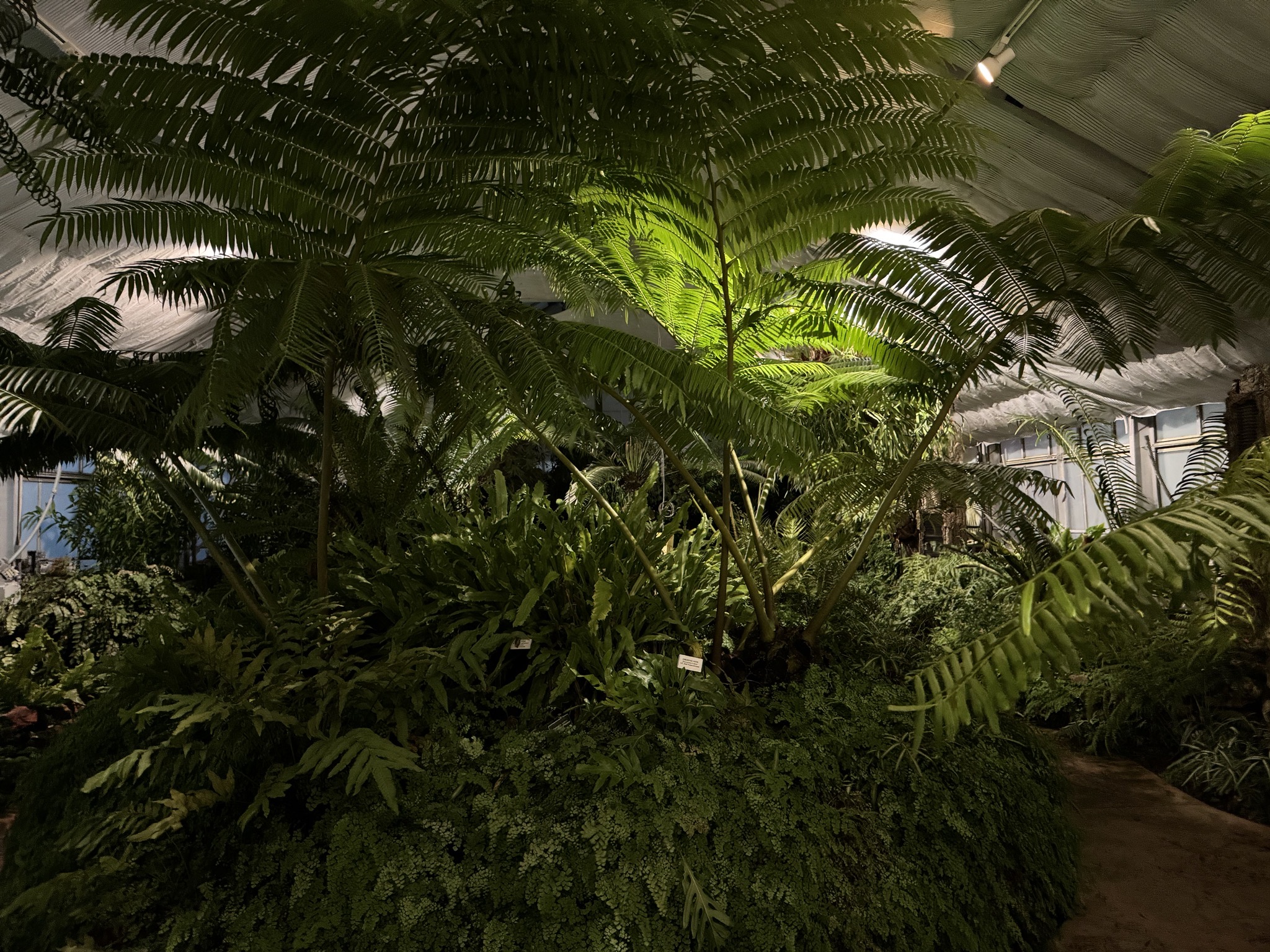 Greenhouse