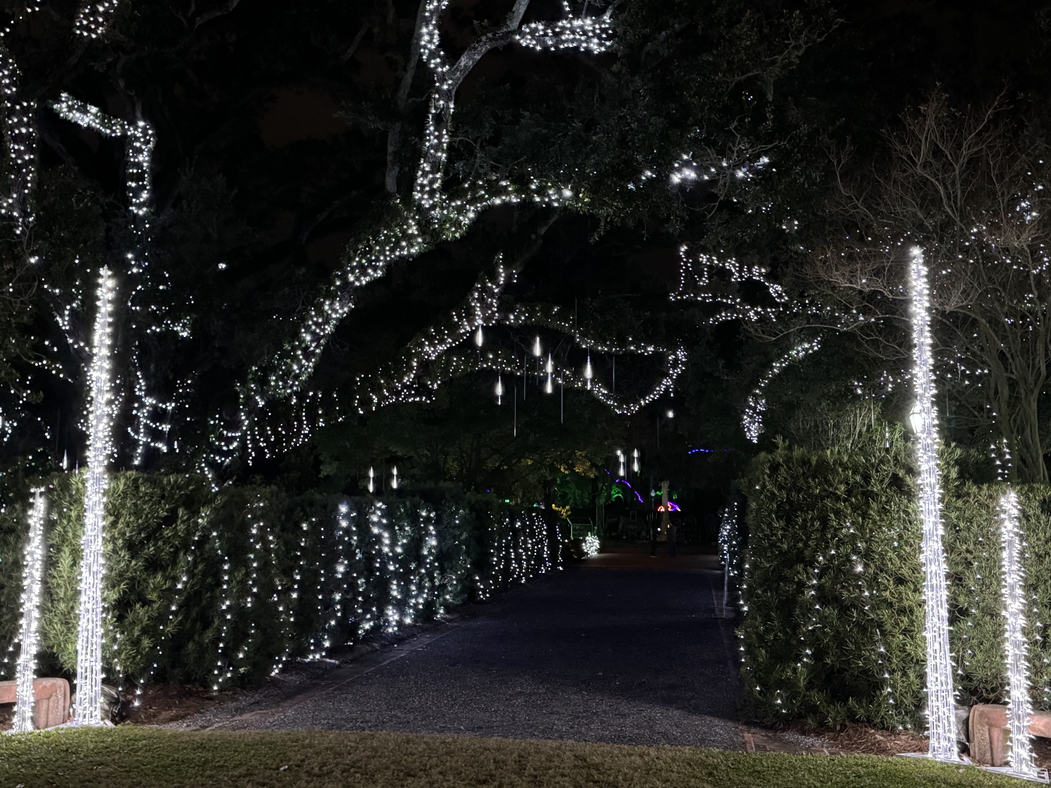 Holiday lights