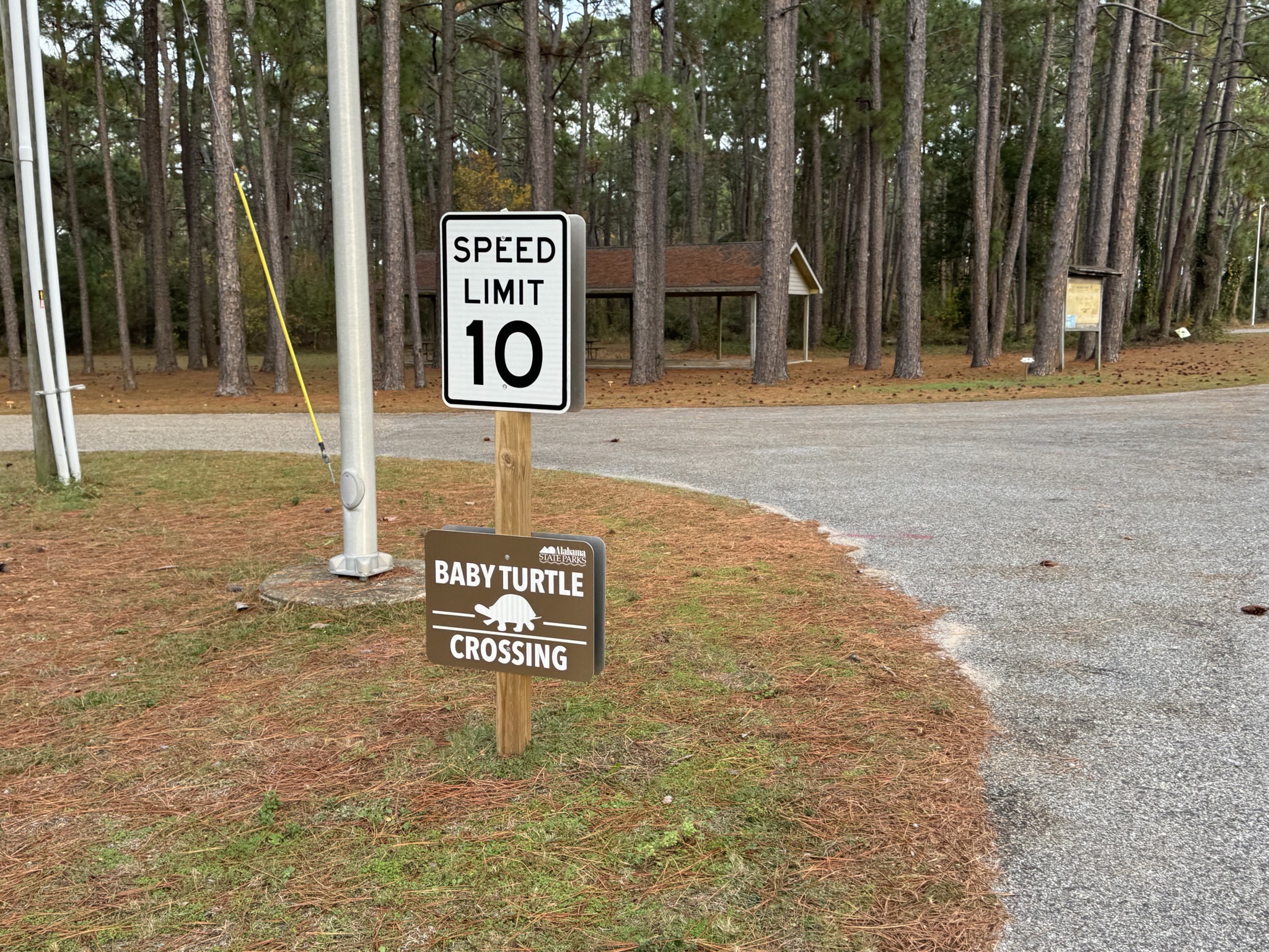 Baby turtle crossing