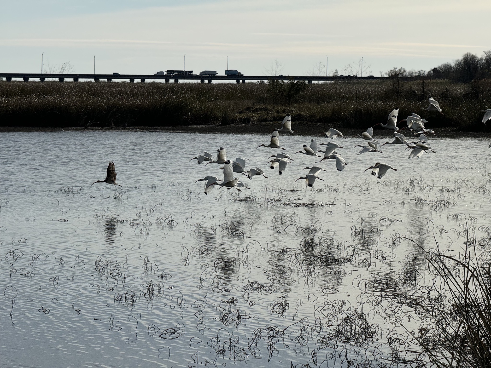 Birds