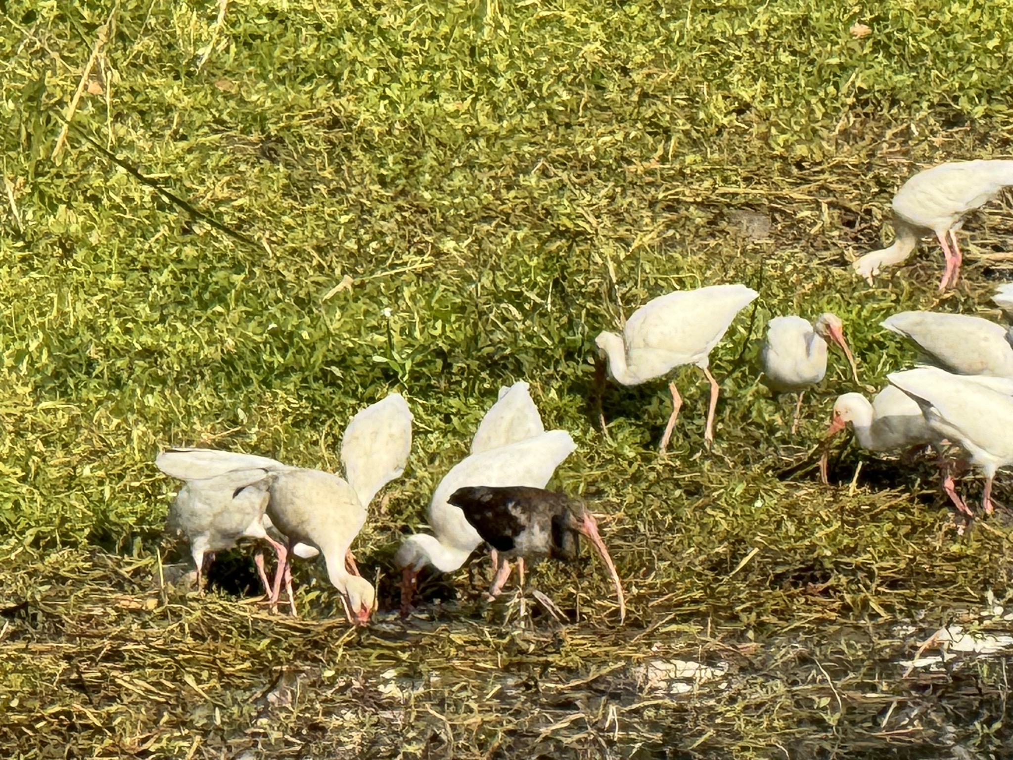 Birds