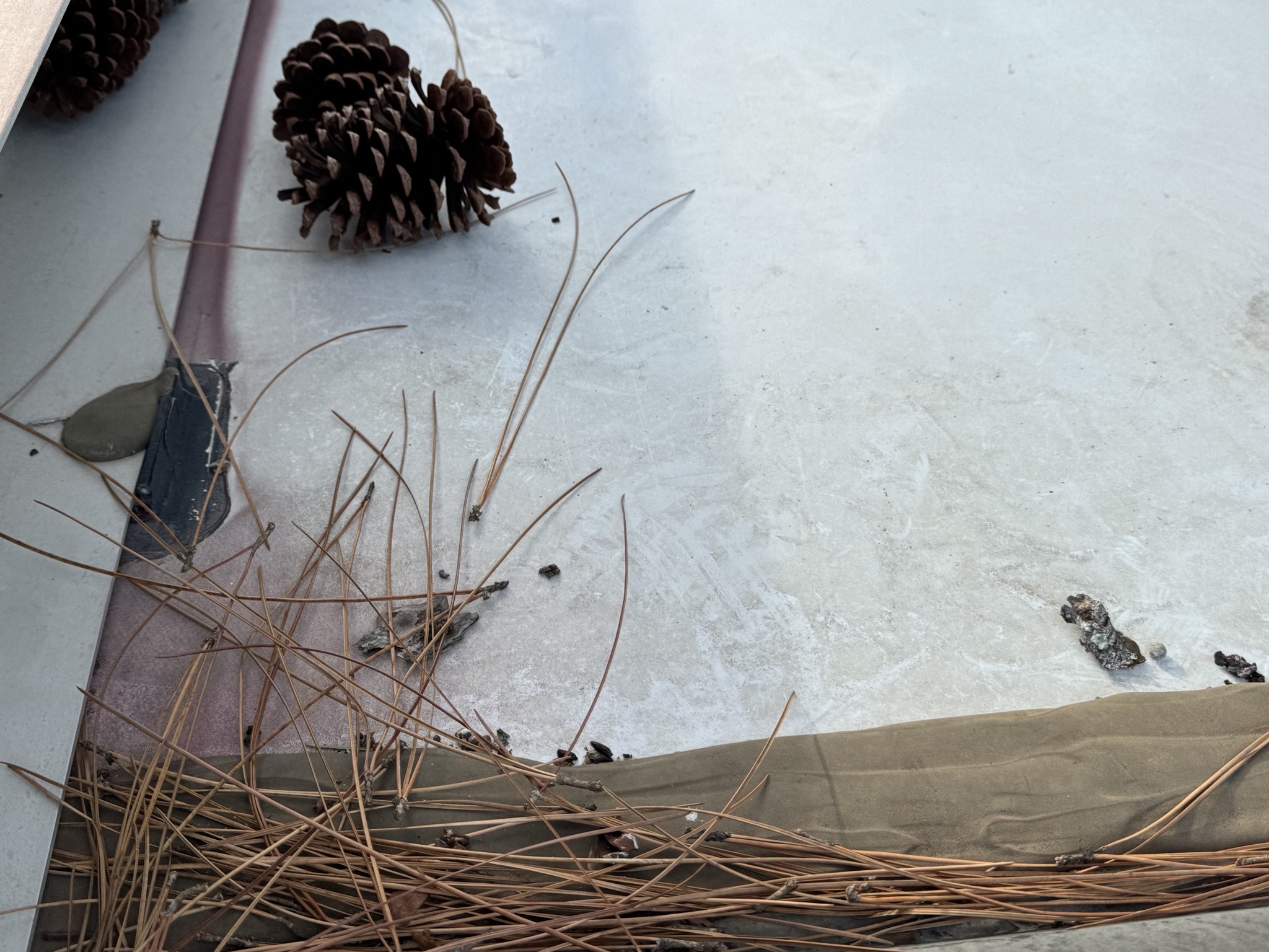 Pinecones