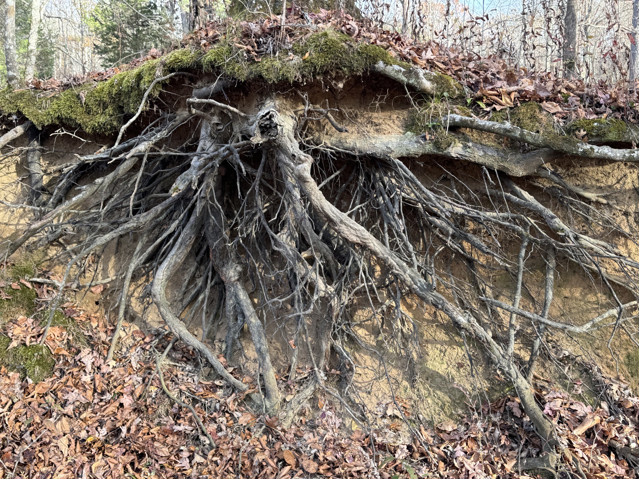 Fall Hollow Trail