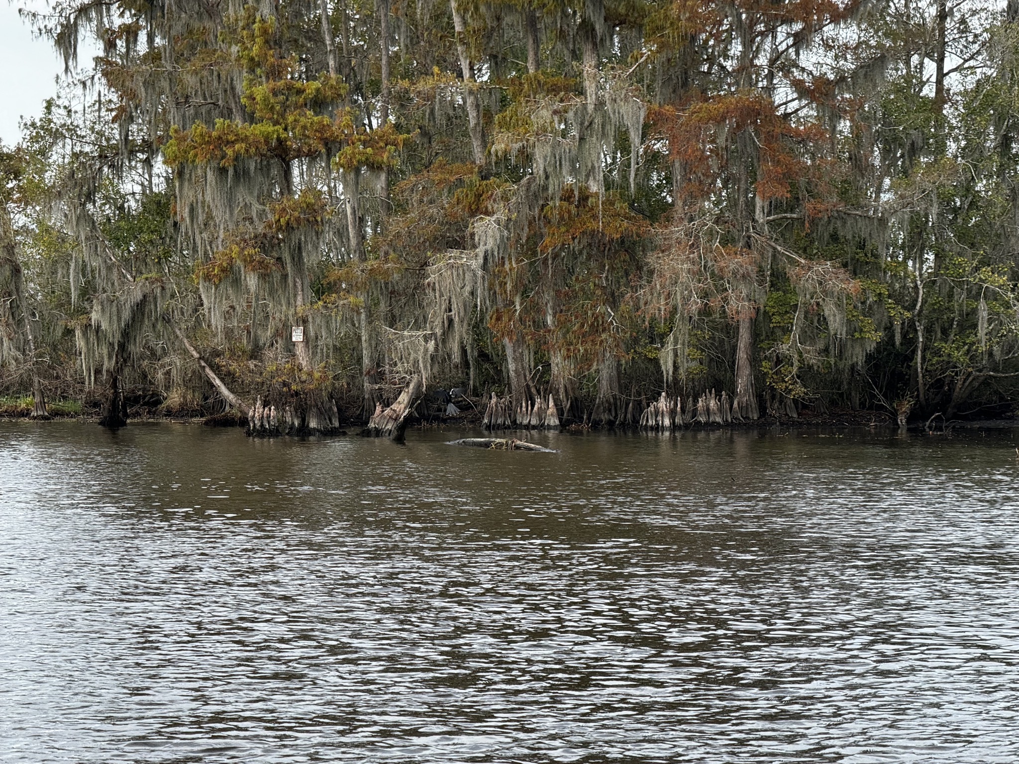 Bayou