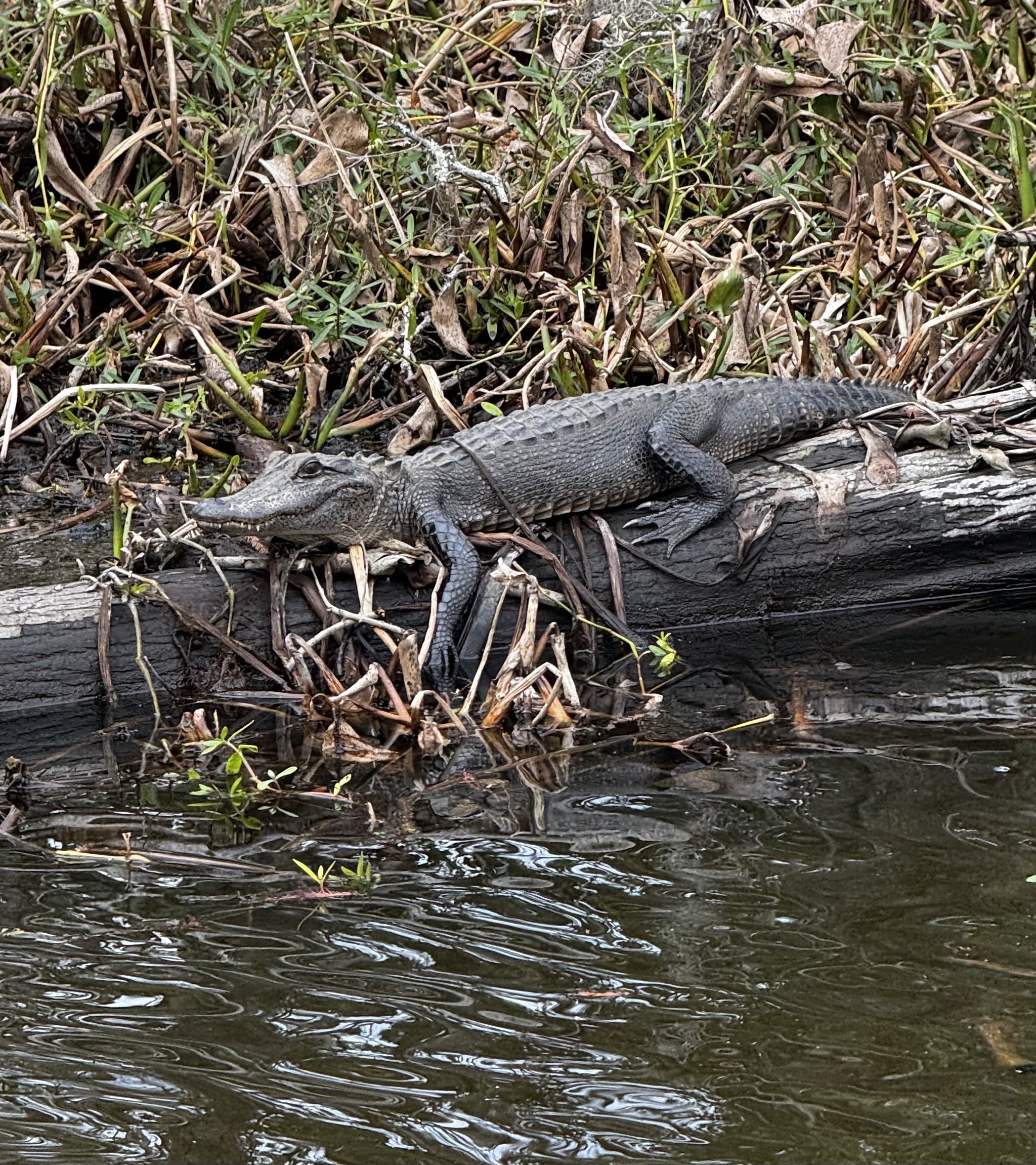 Alligator