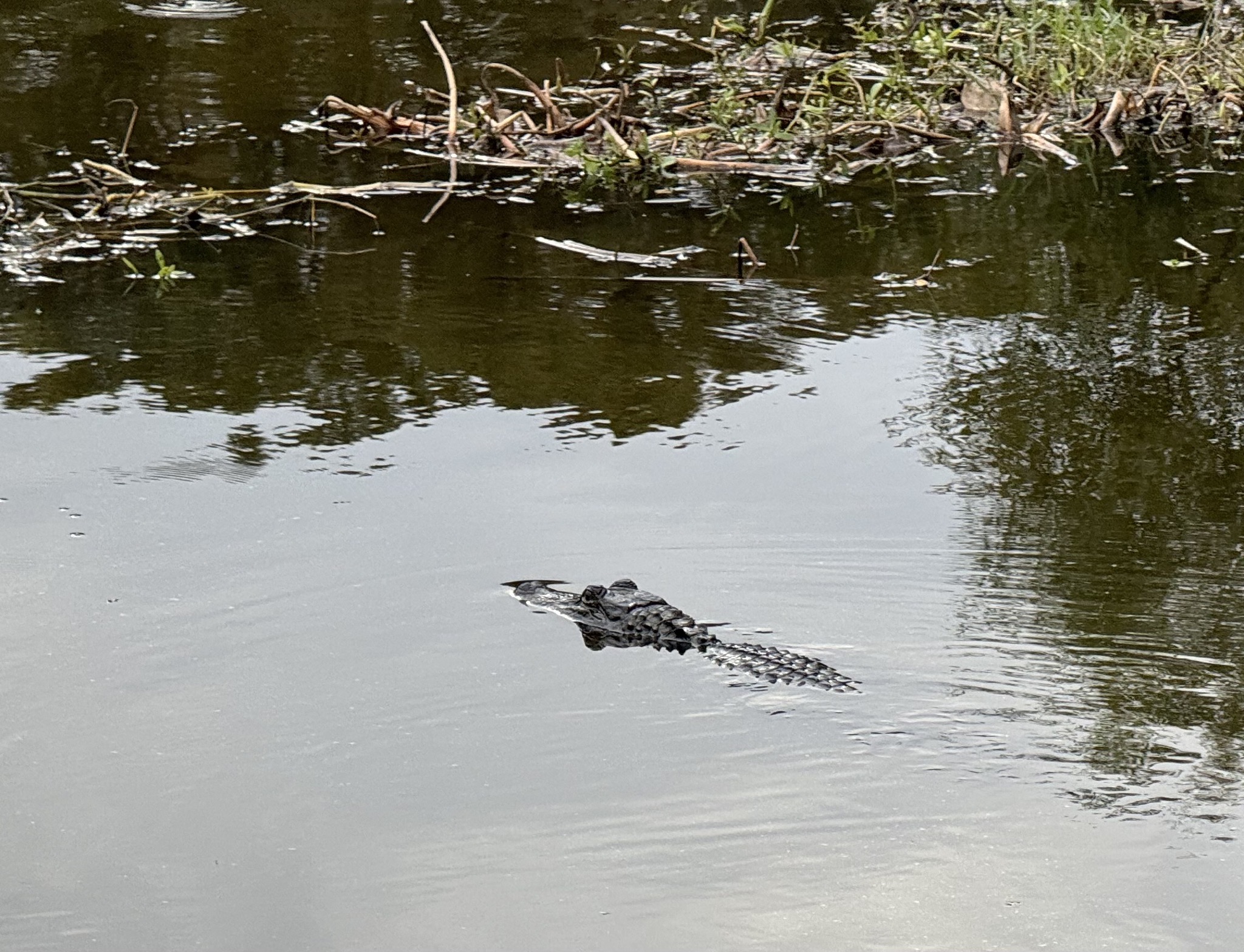 Alligator