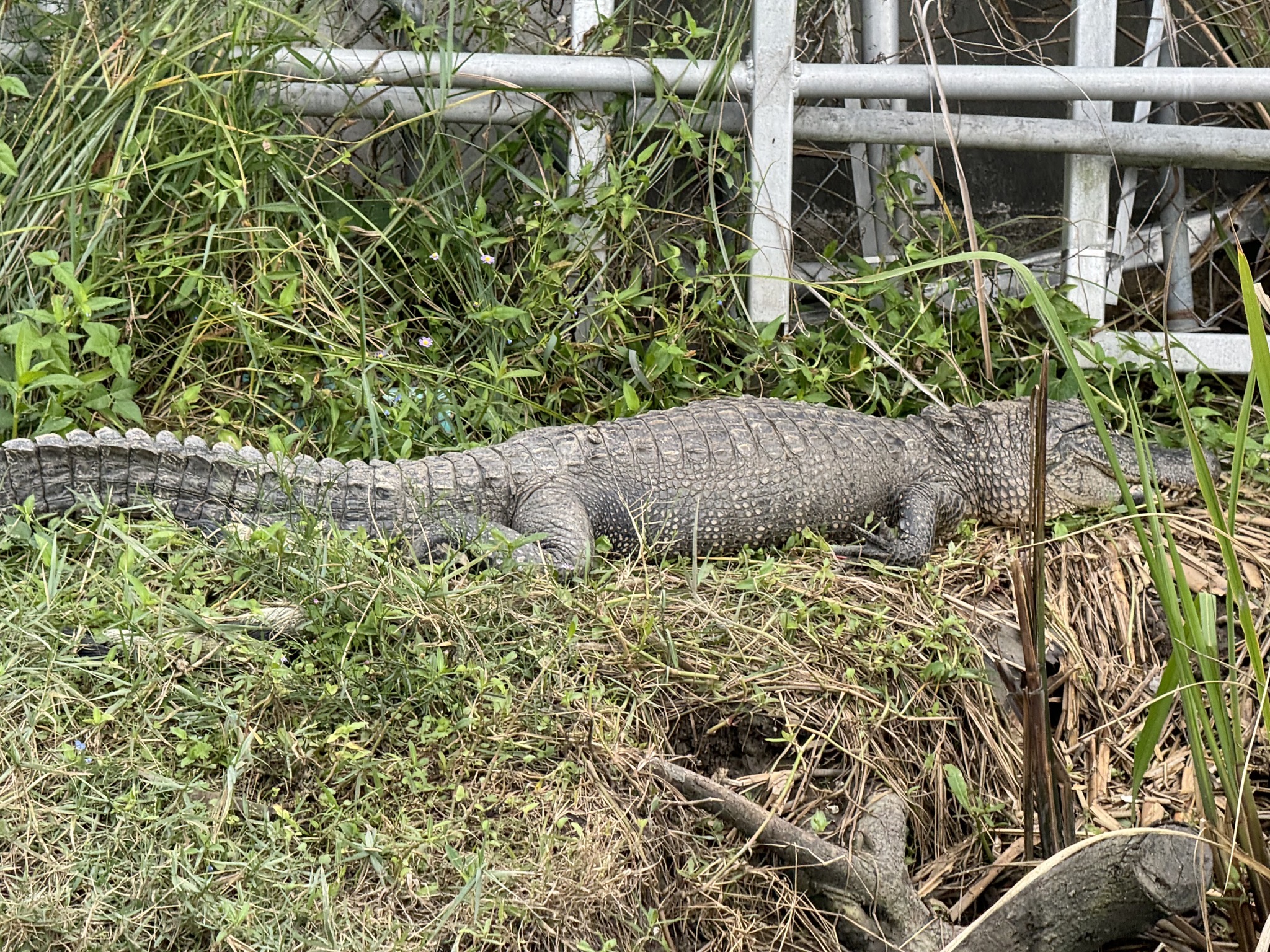 Alligator