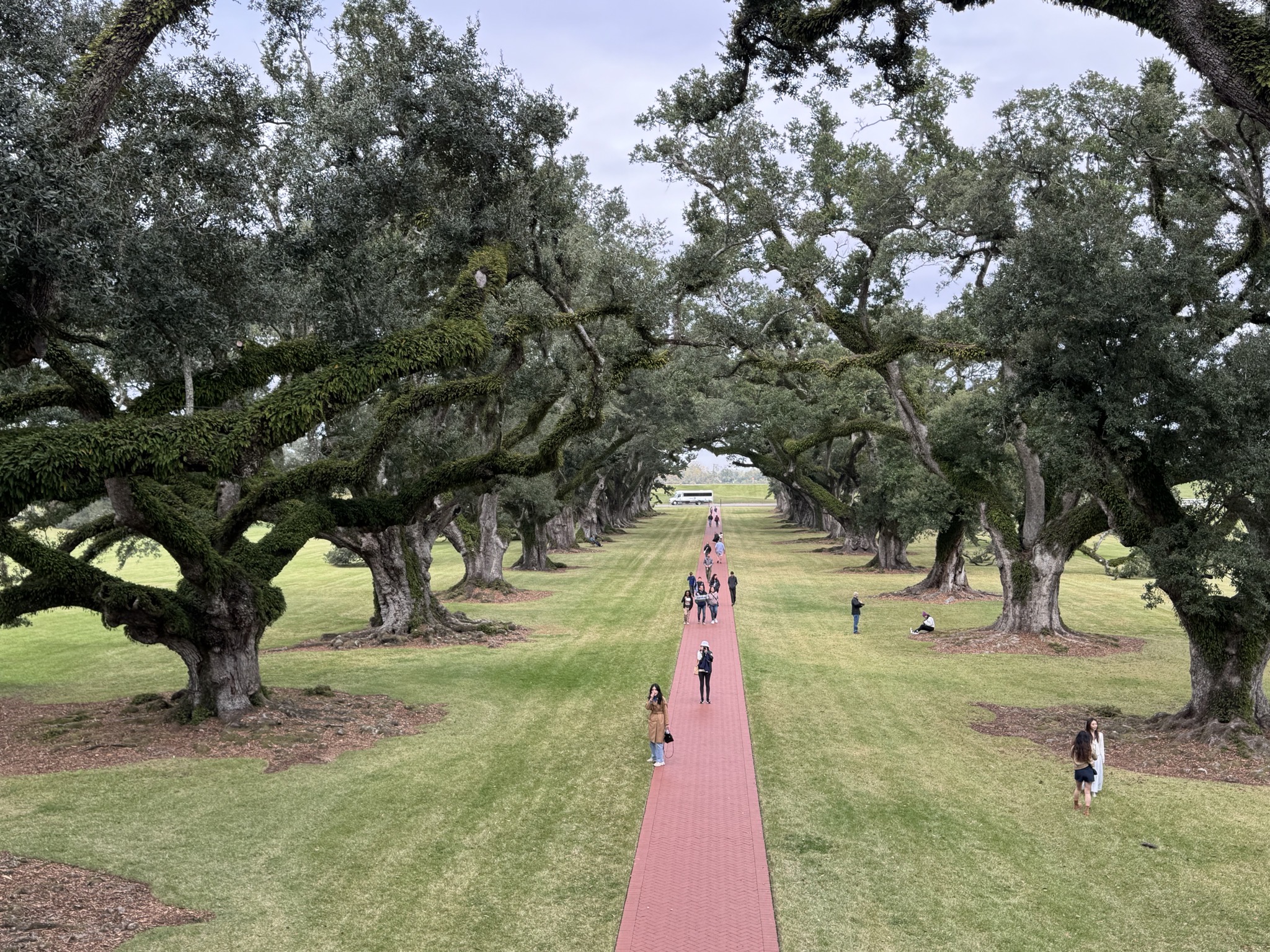 Oak trees