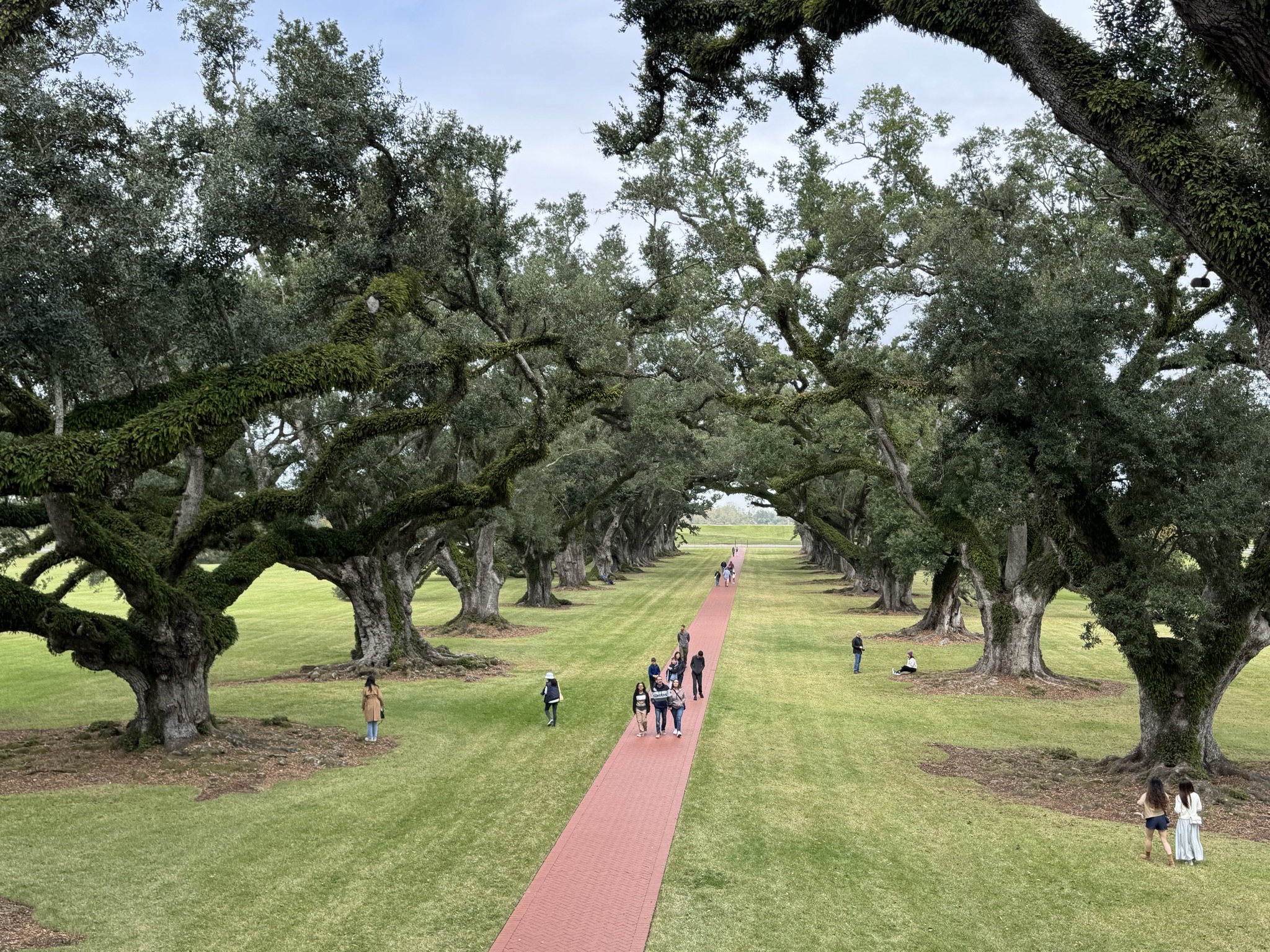Oak trees