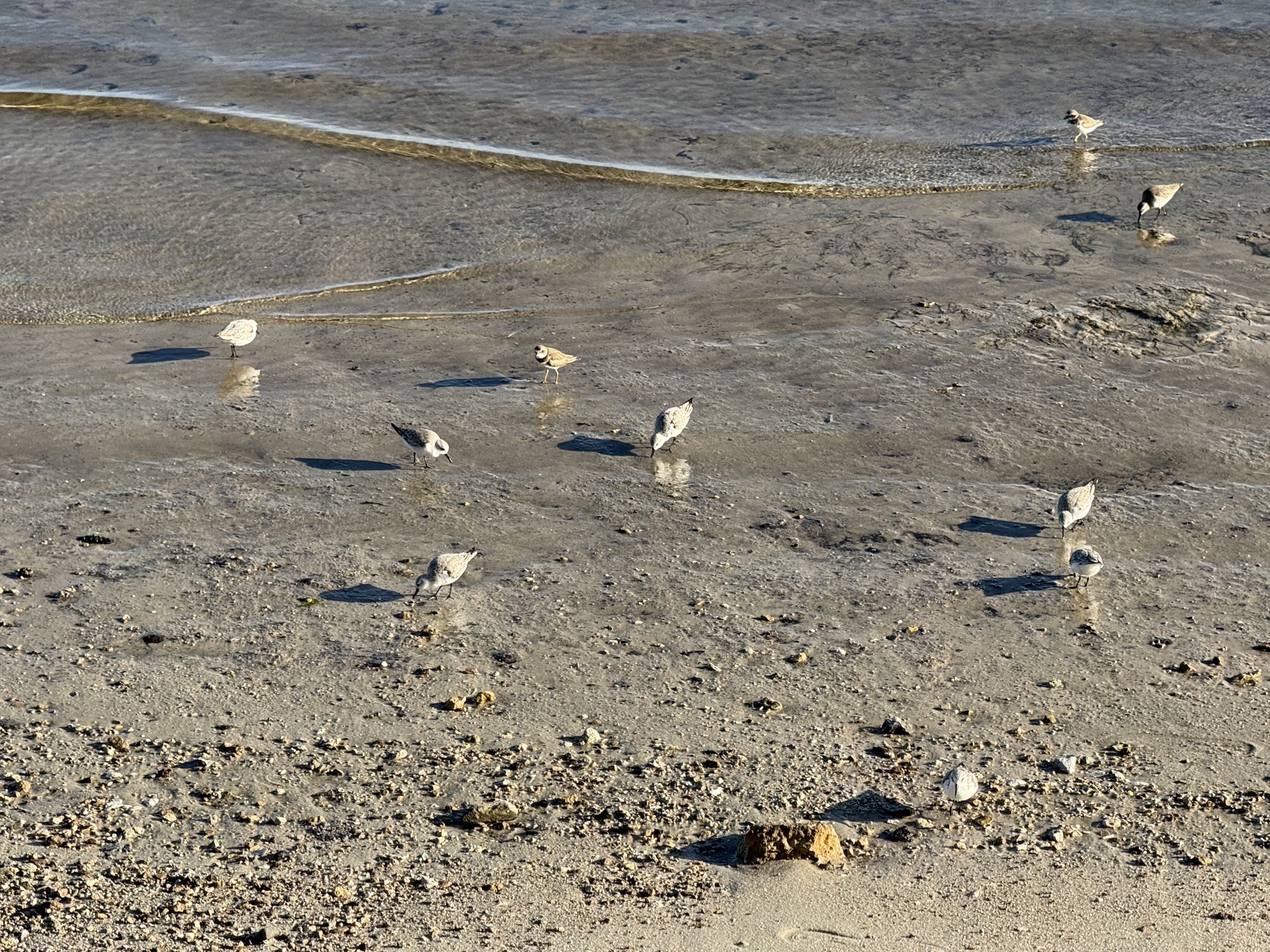 Birds