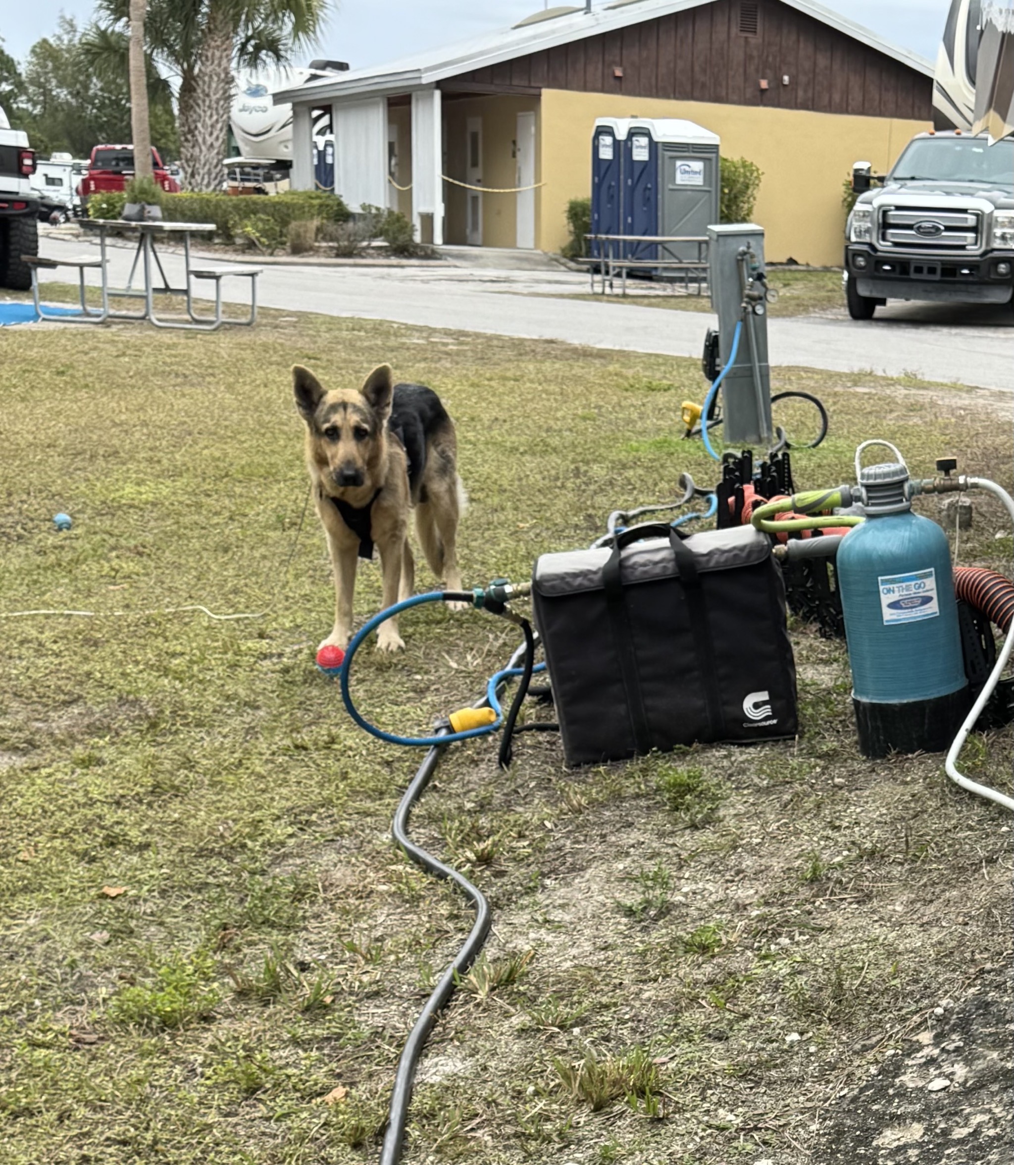 Dog