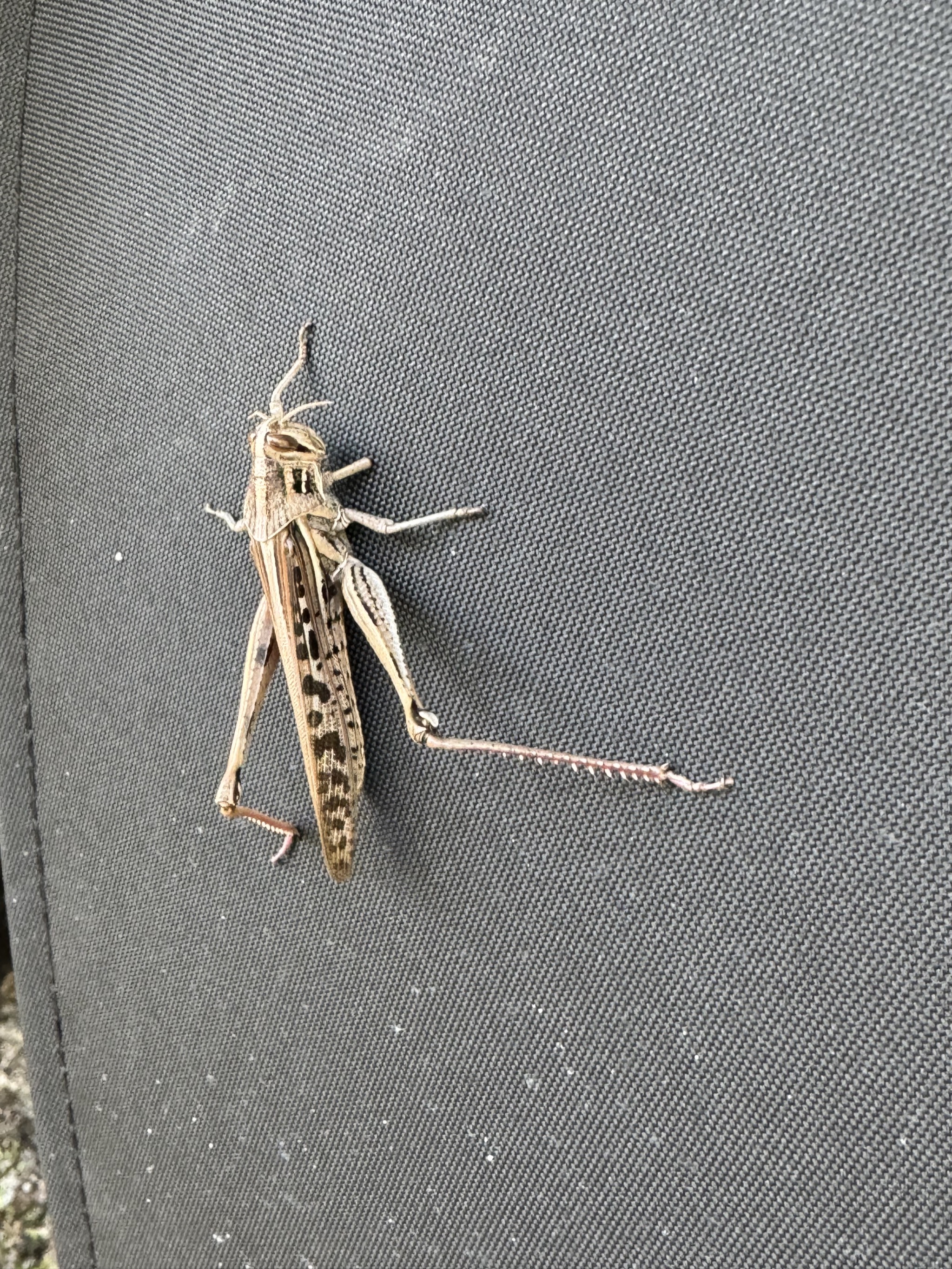 Grasshopper