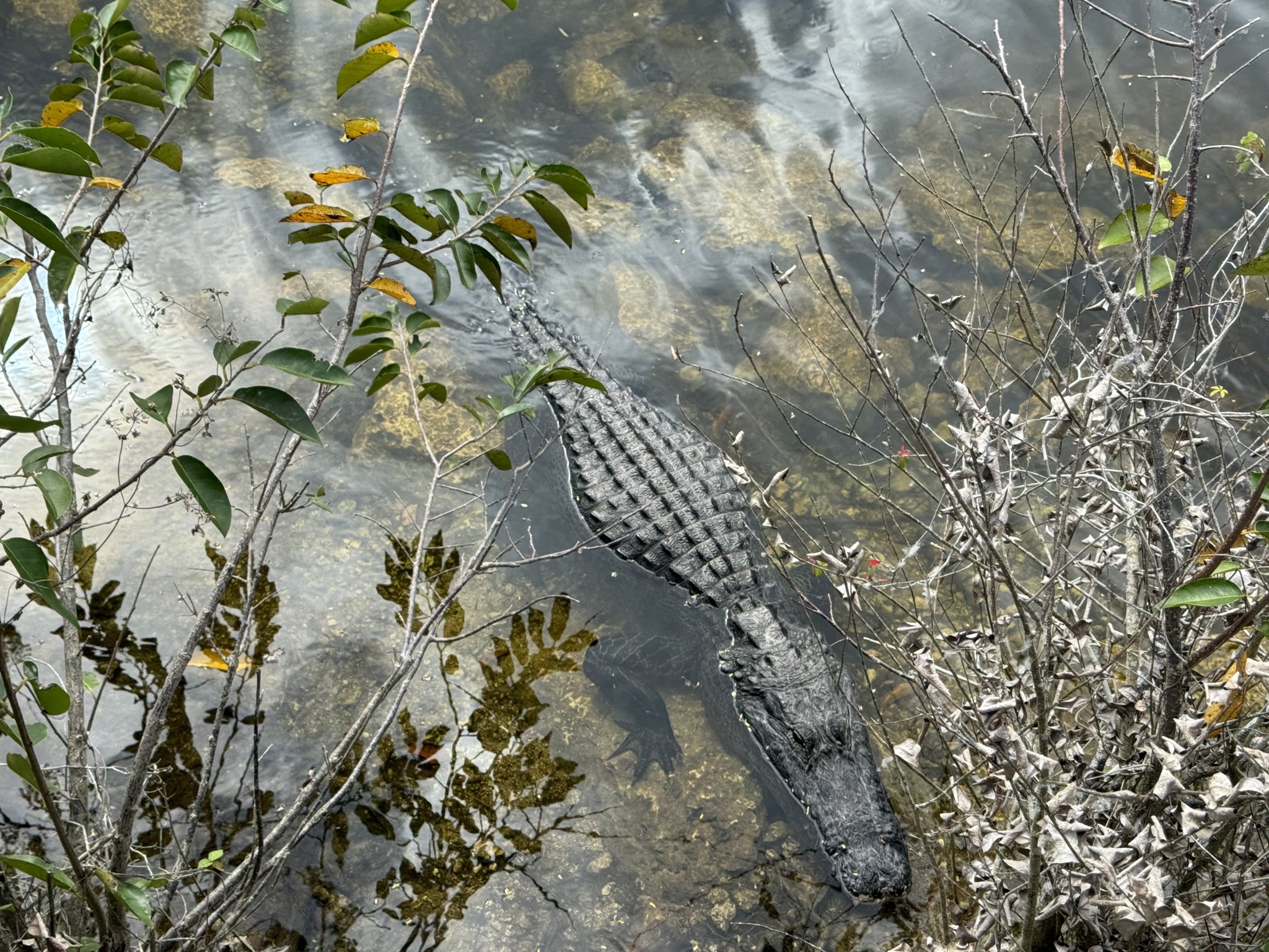 Alligator