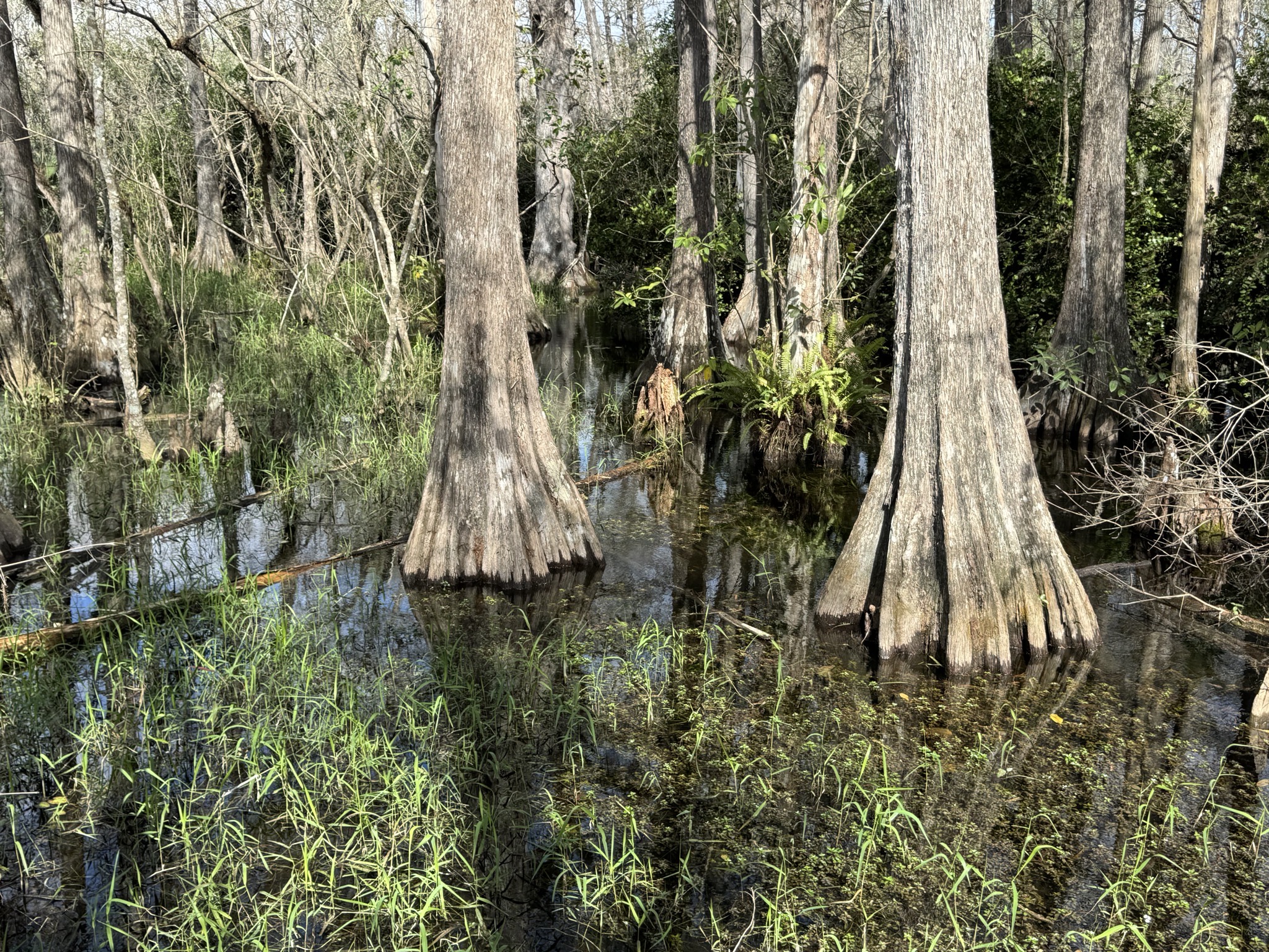 Swamp