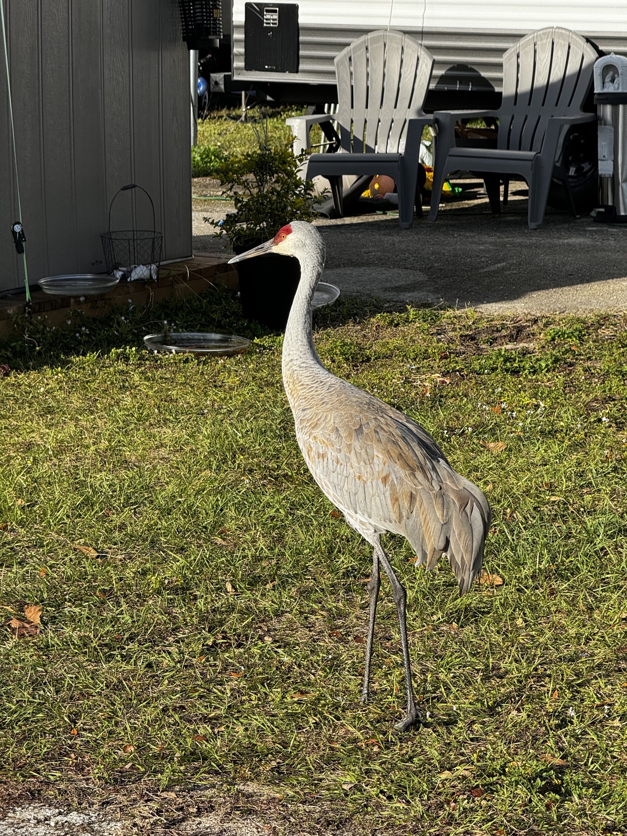 Bird