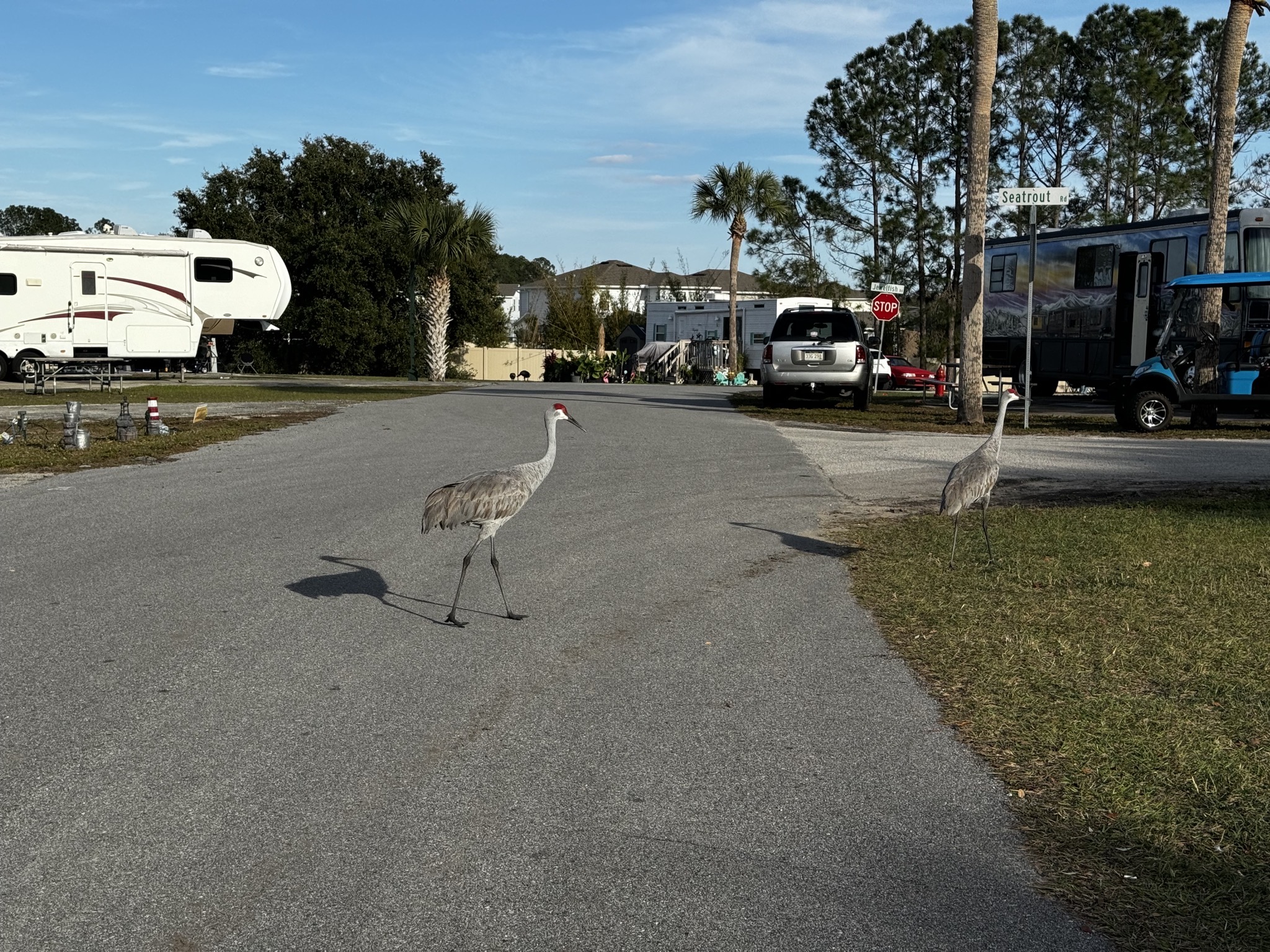 Birds