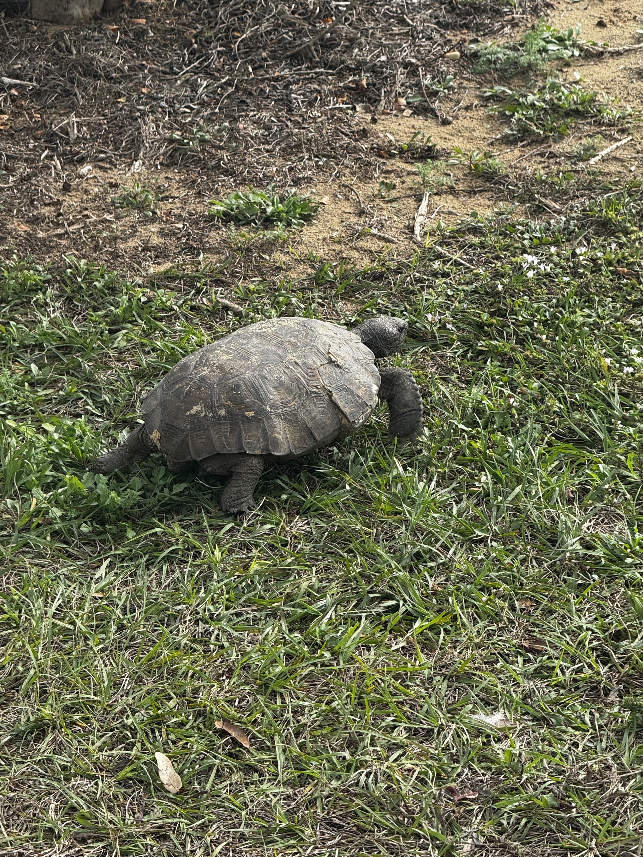 Tortoise