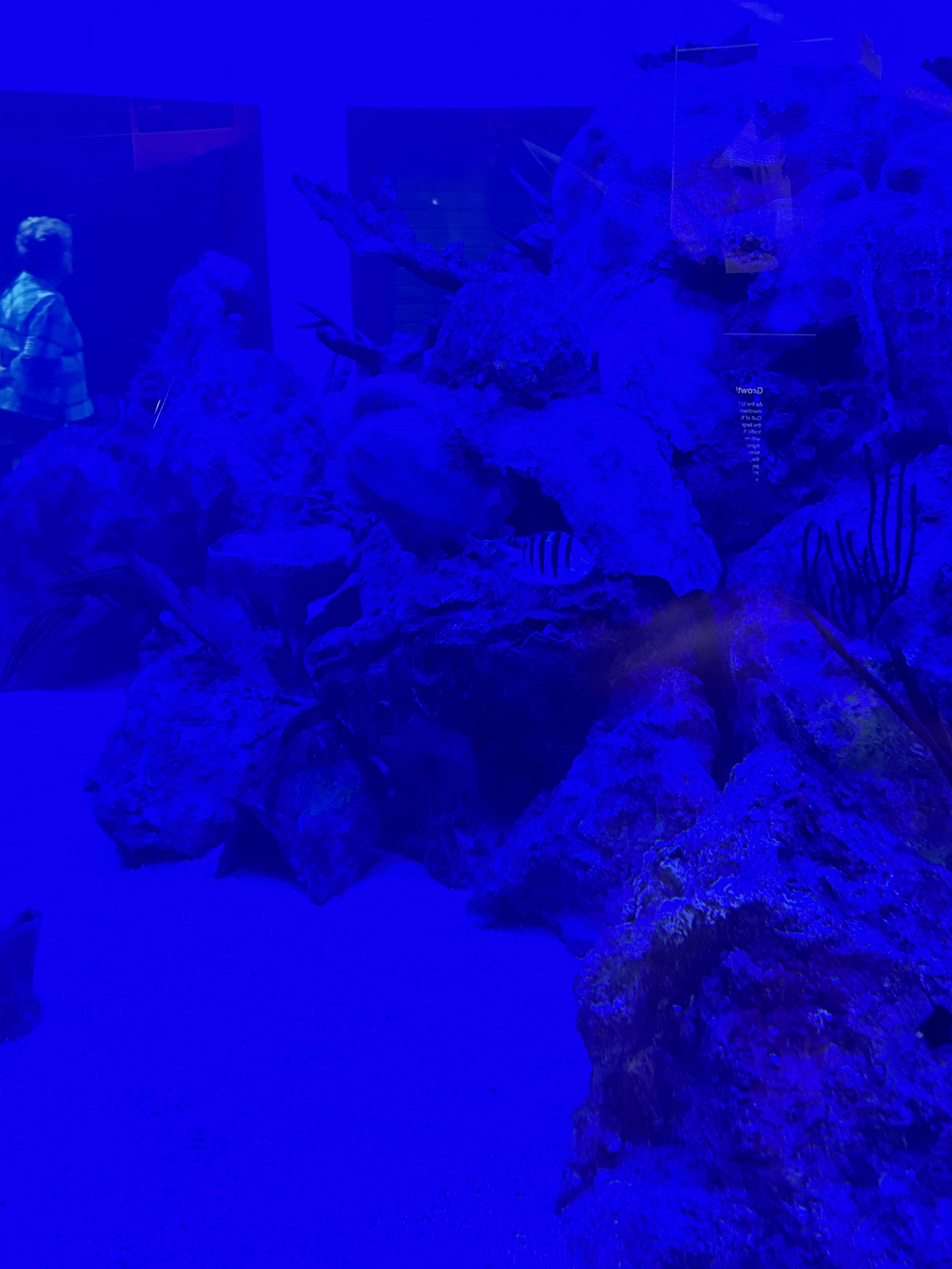 Visitor center aquarium