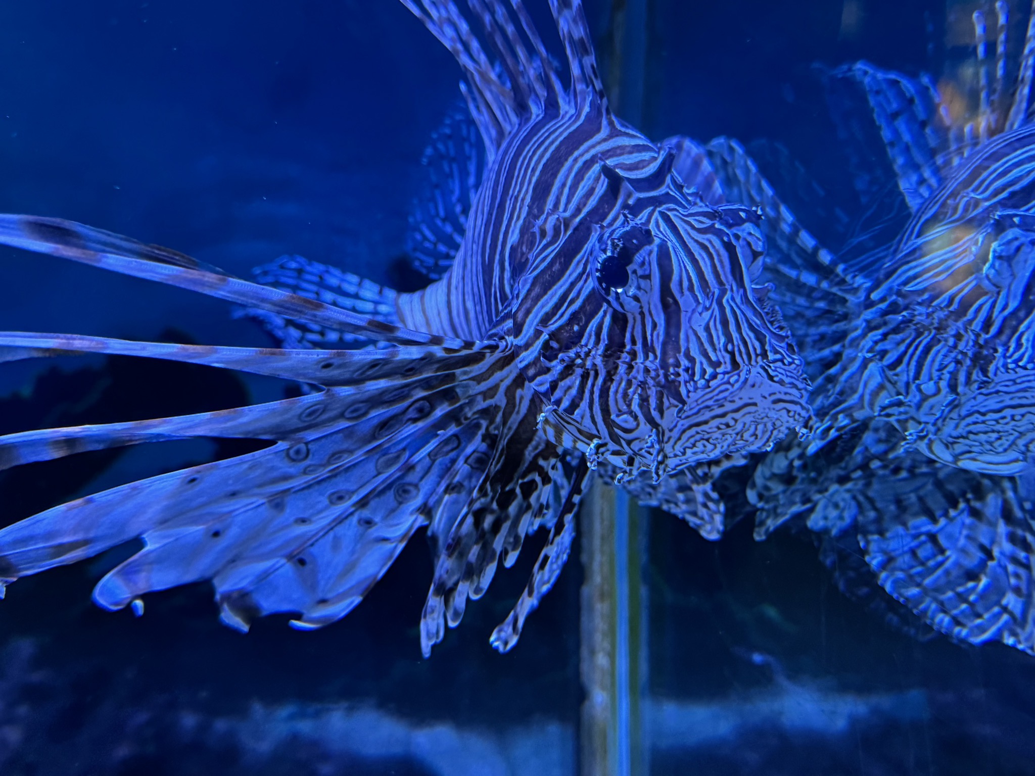 Visitor center aquarium