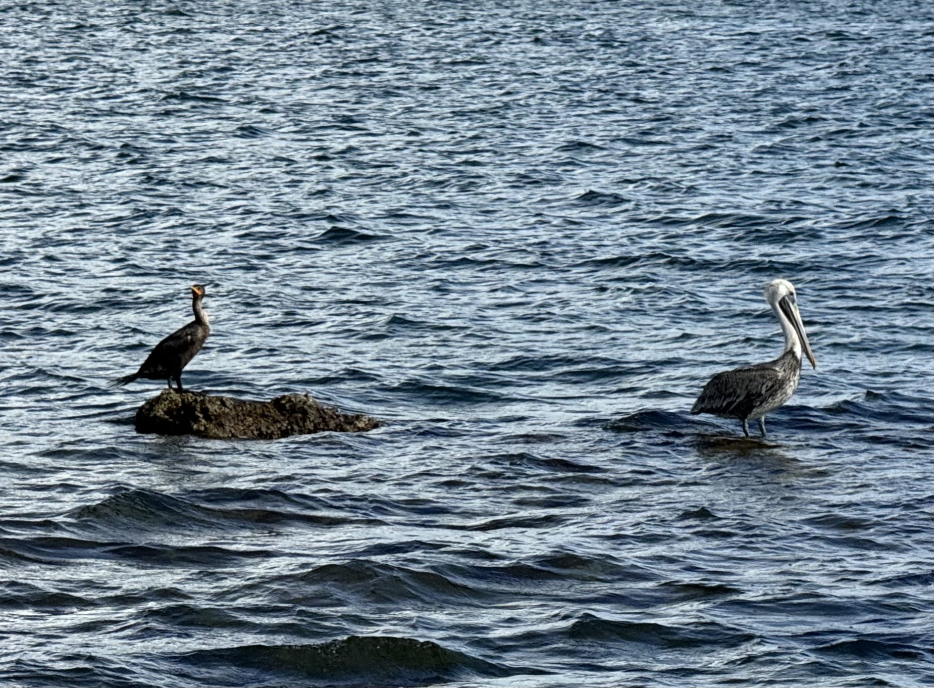 Birds