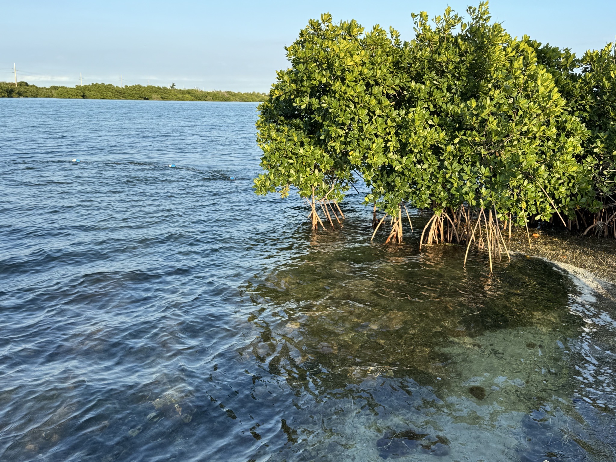 Mangroves