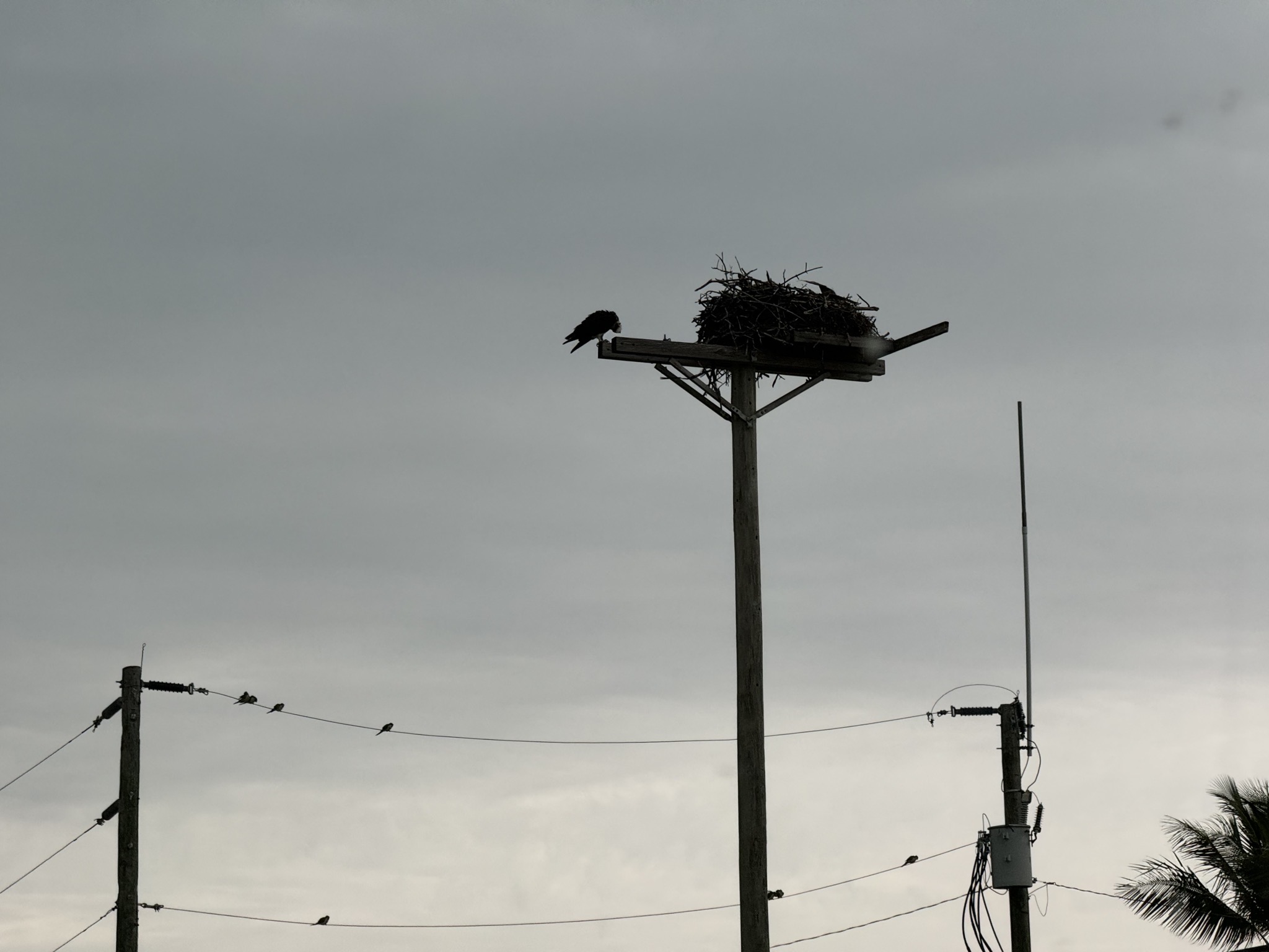 Bird nest