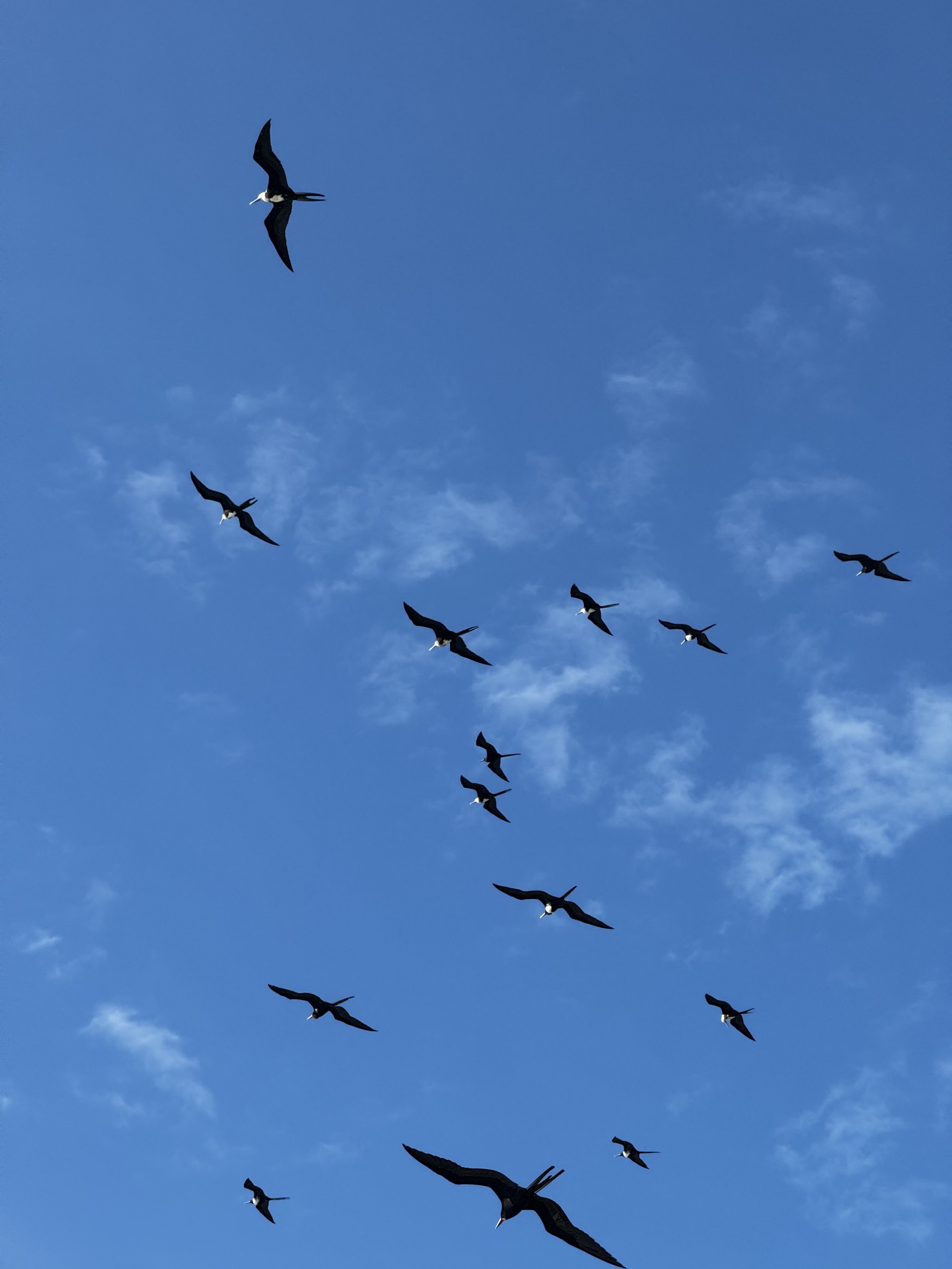 Birds