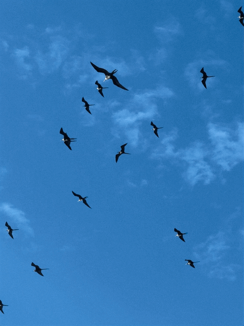 Birds