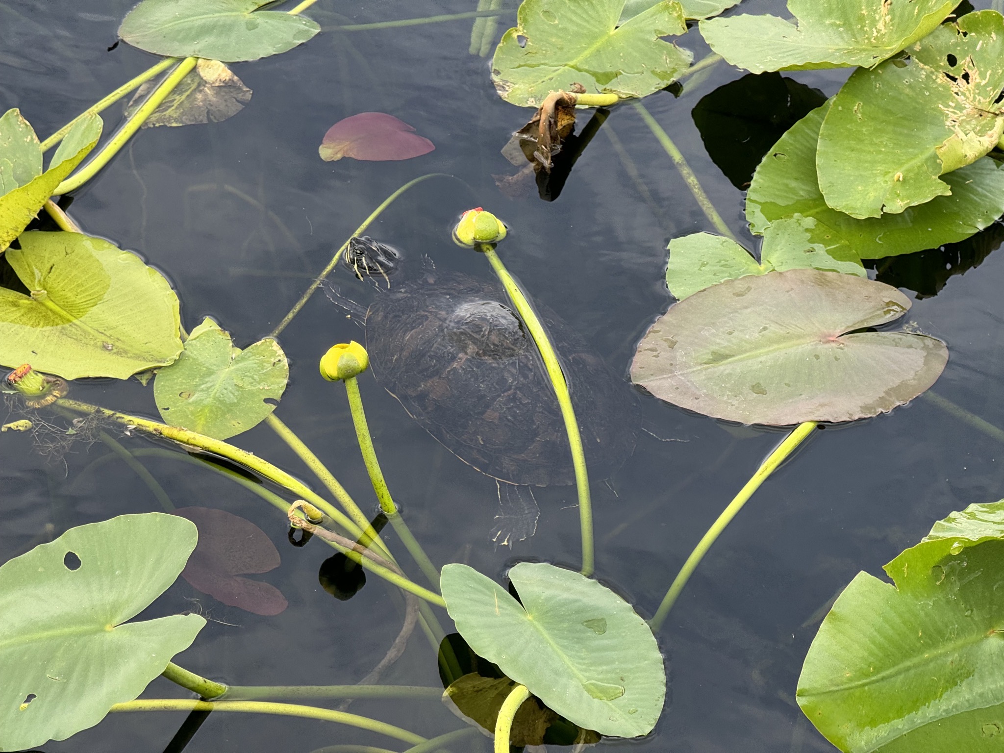 Turtle
