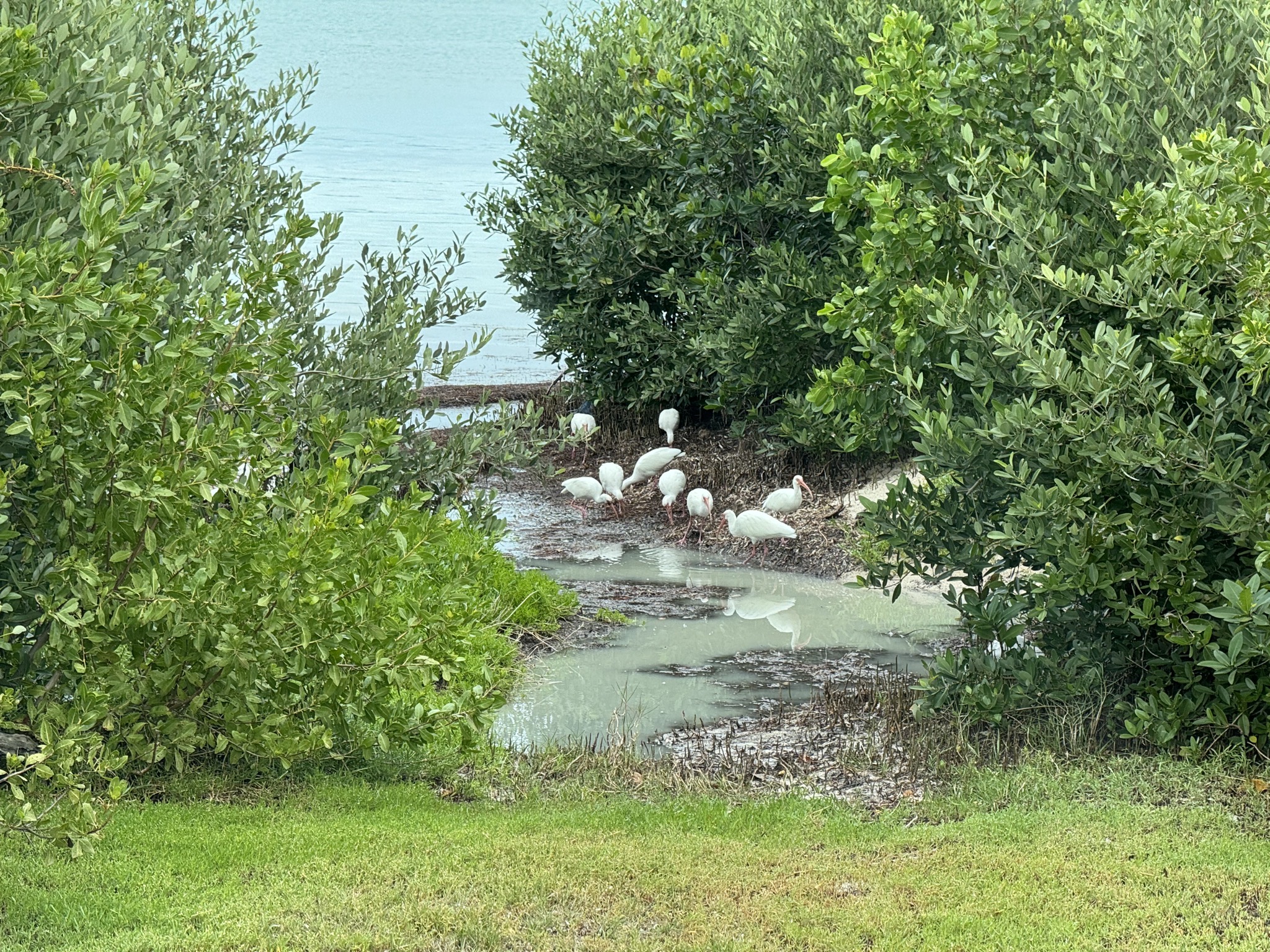 Birds in front of our site
