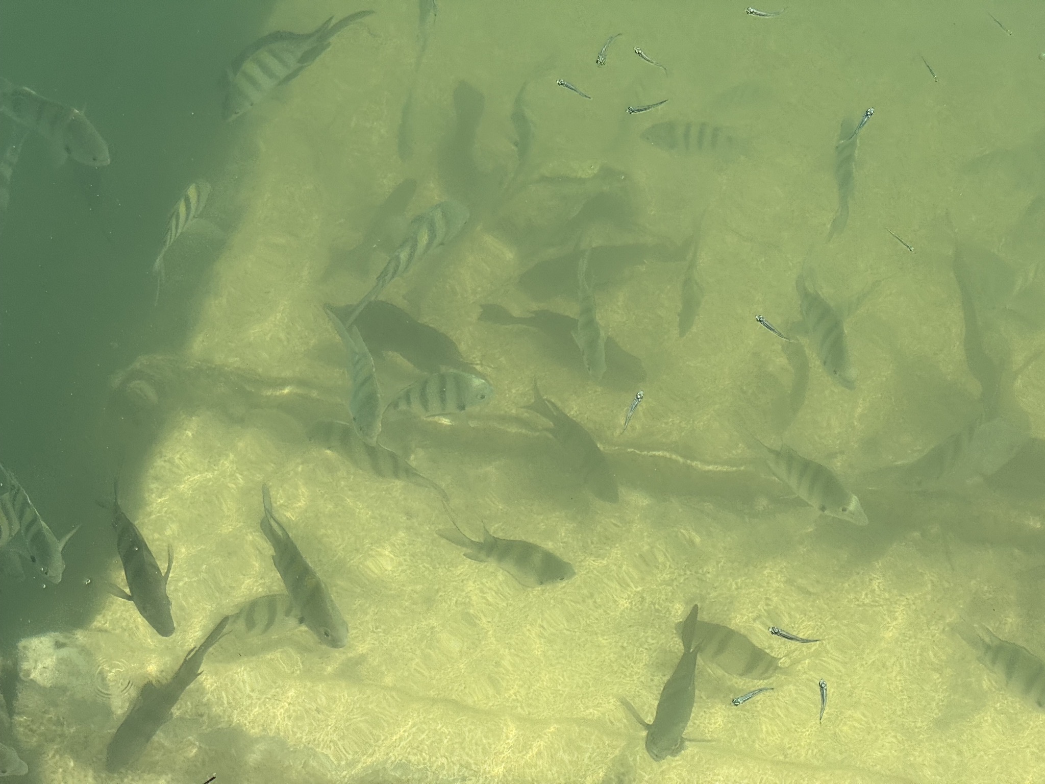 Fish in the marina