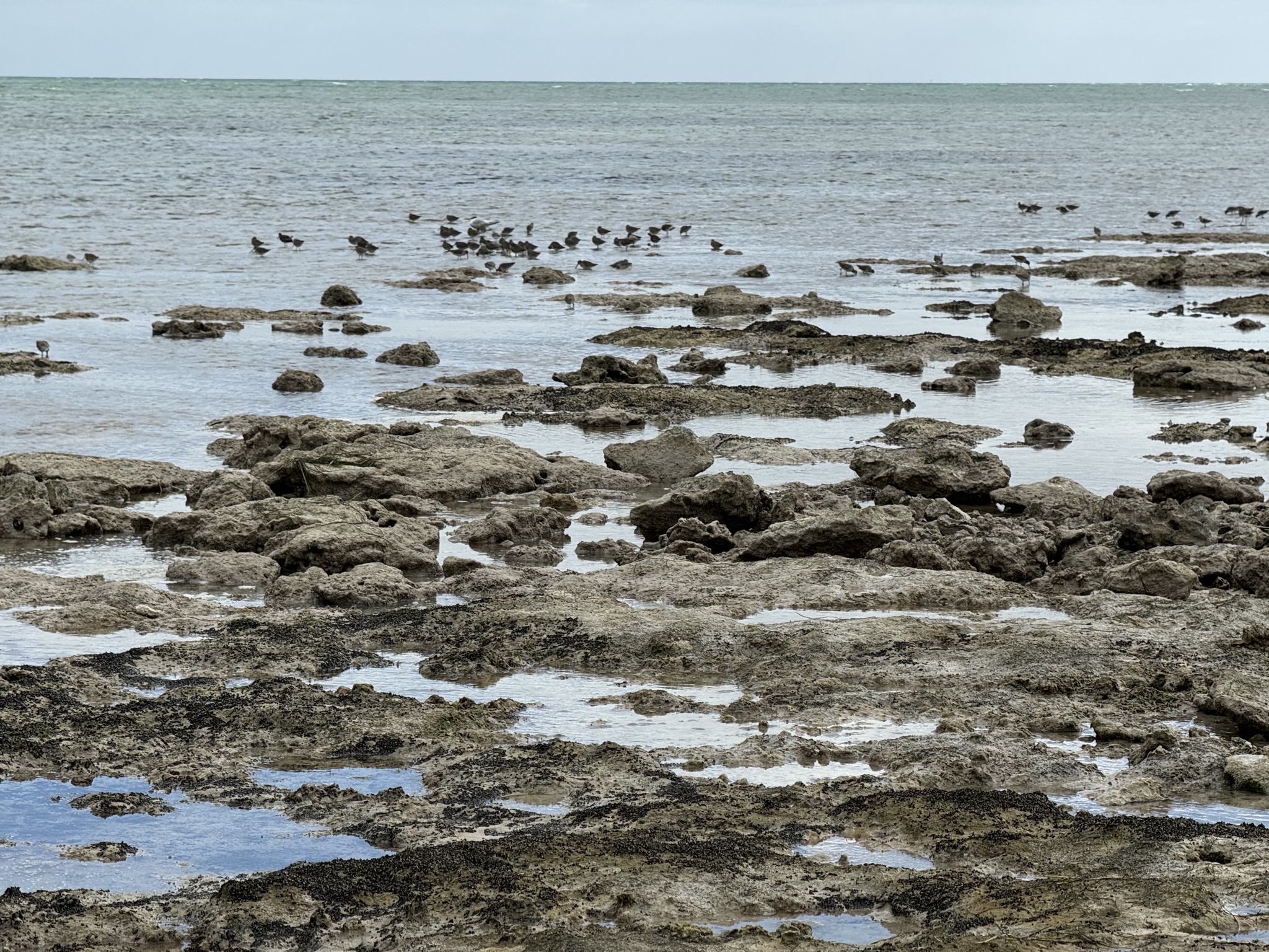 Birds and rocks