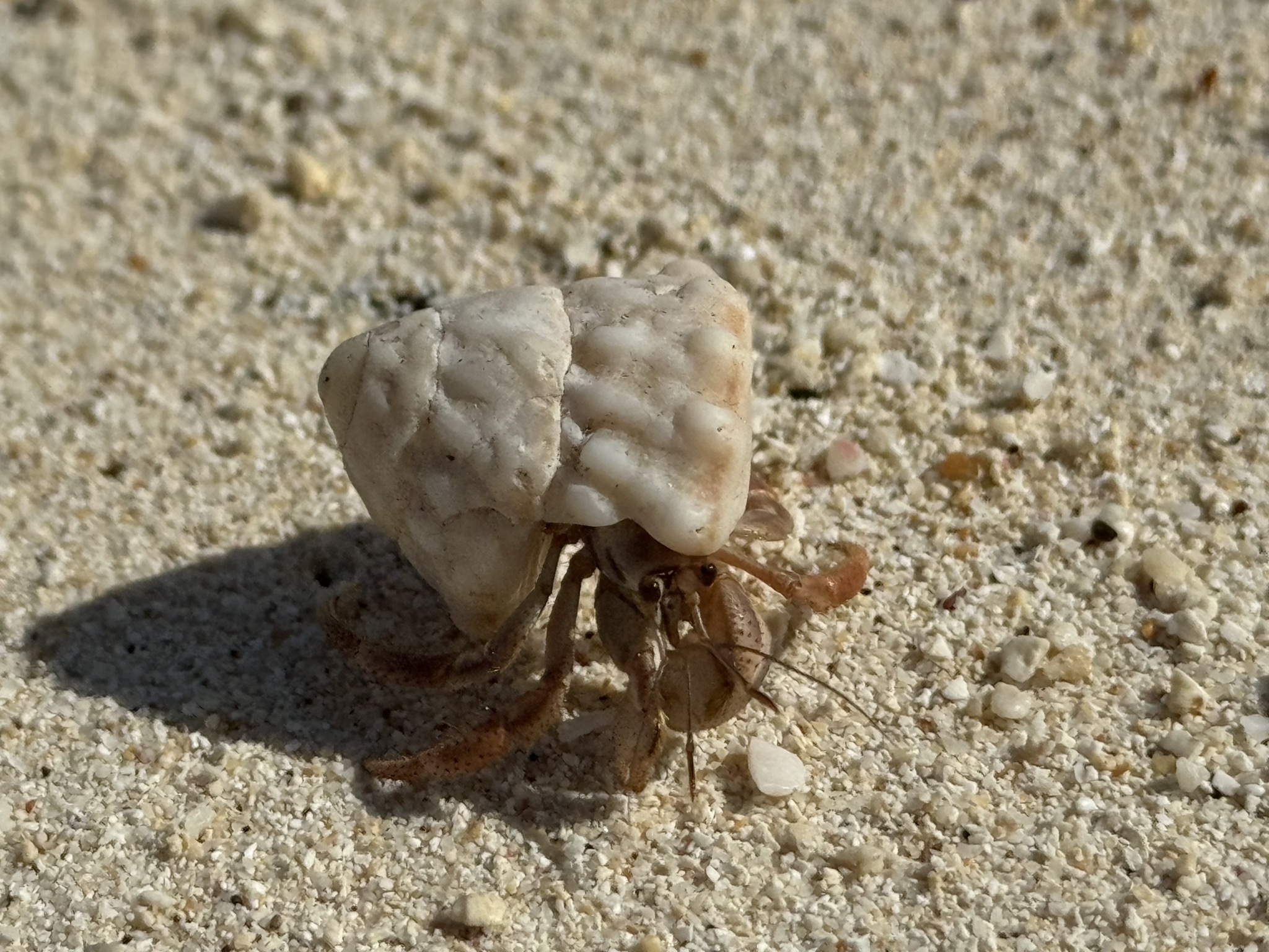 Hermit crab