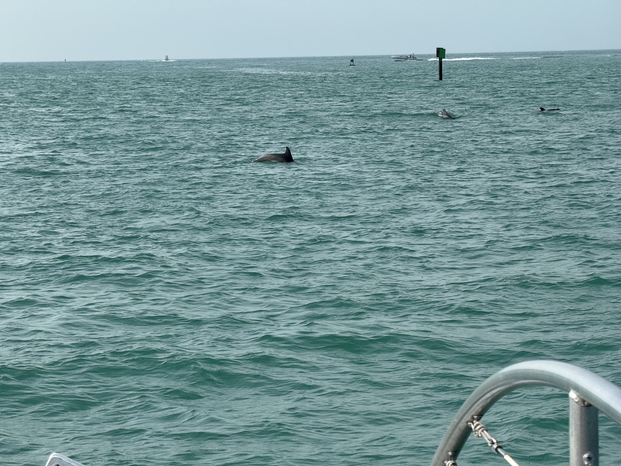 Dolphin