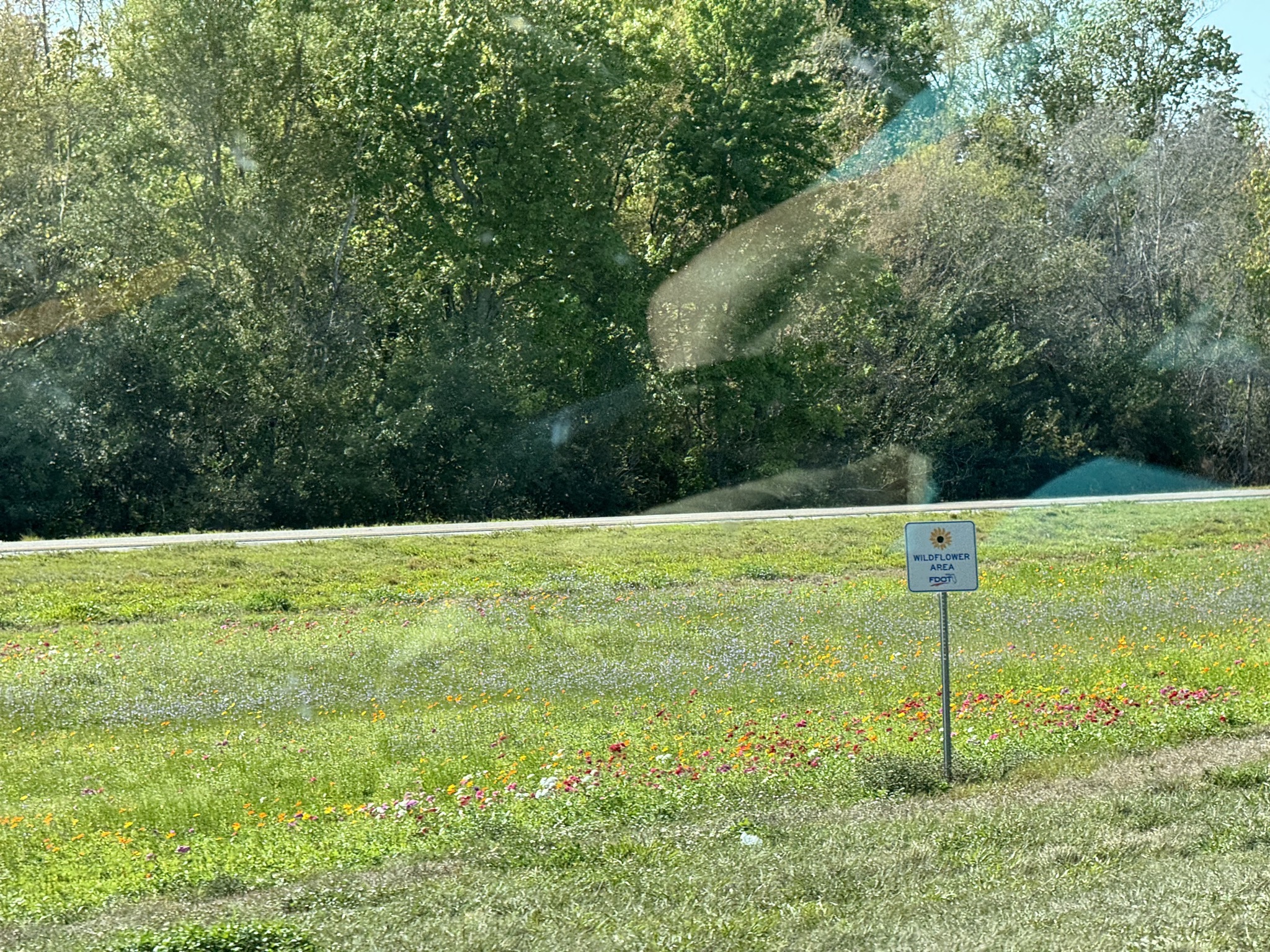 Wildflowers