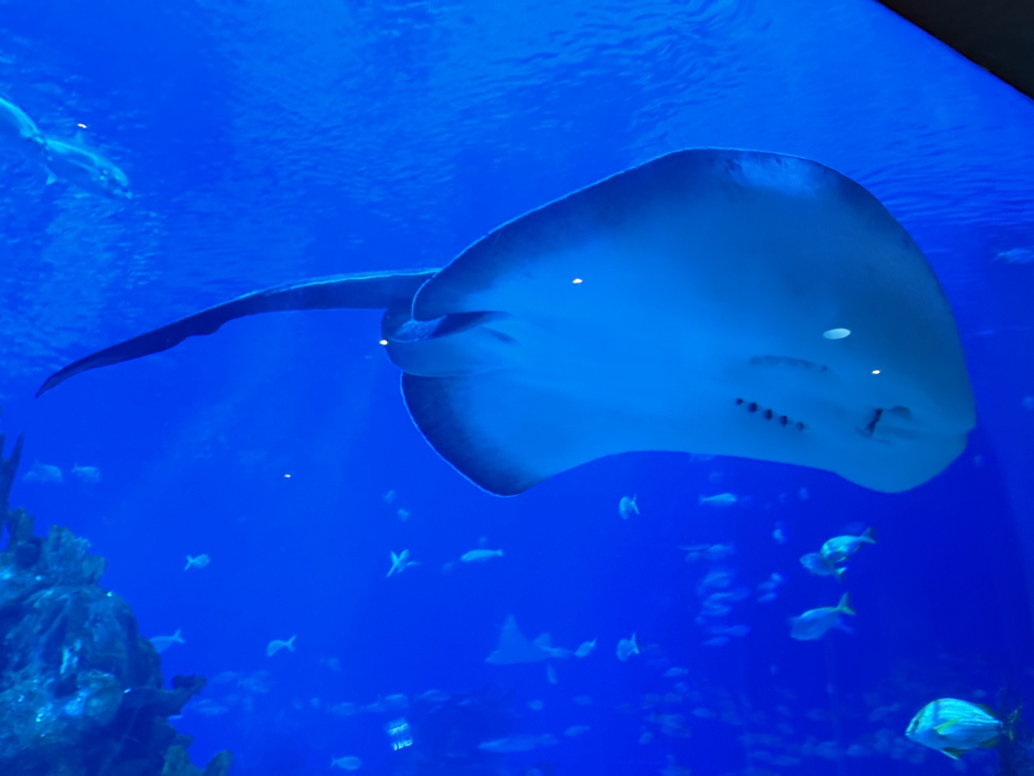 Coral Reef Restaurant