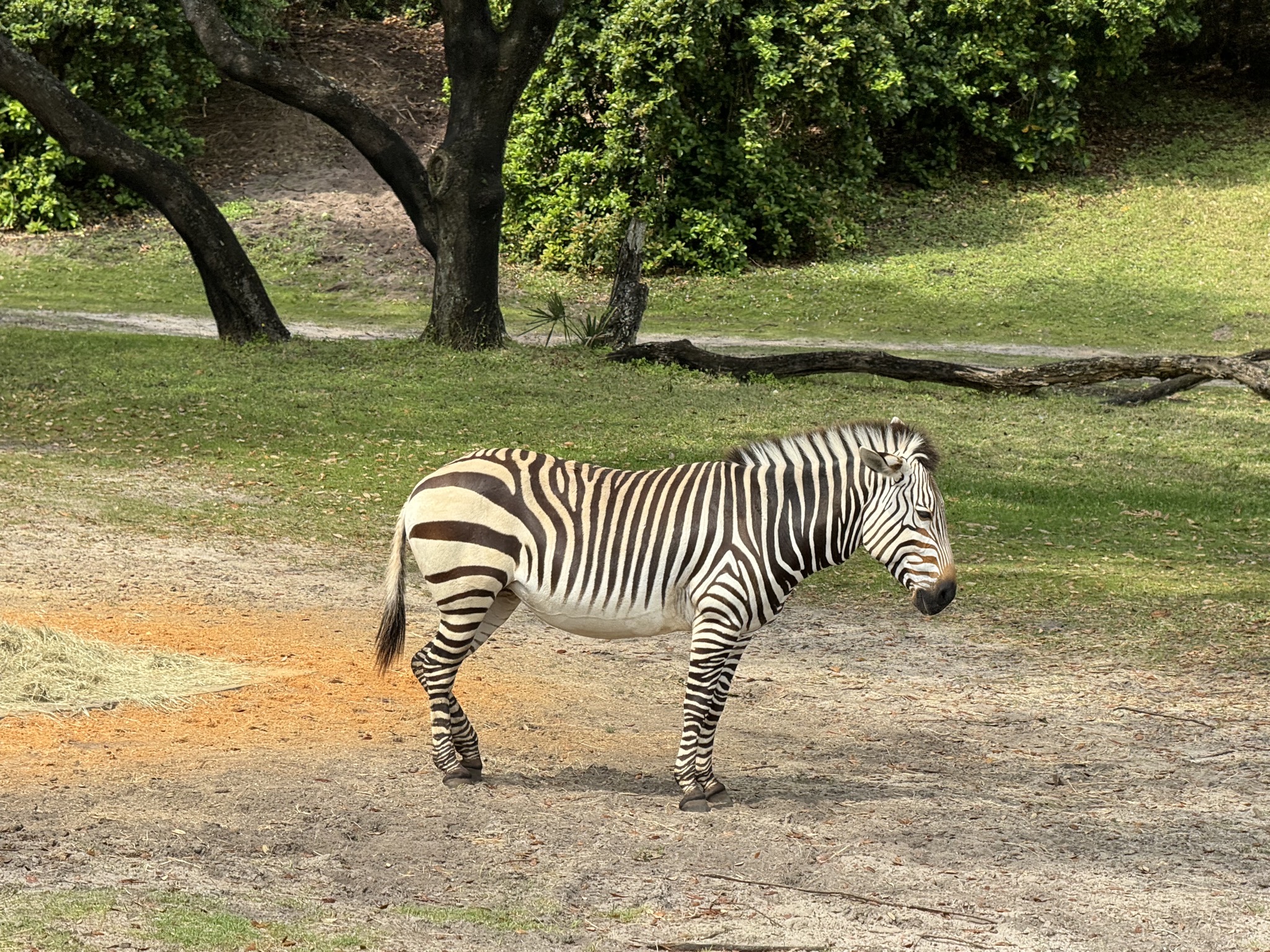 Africa