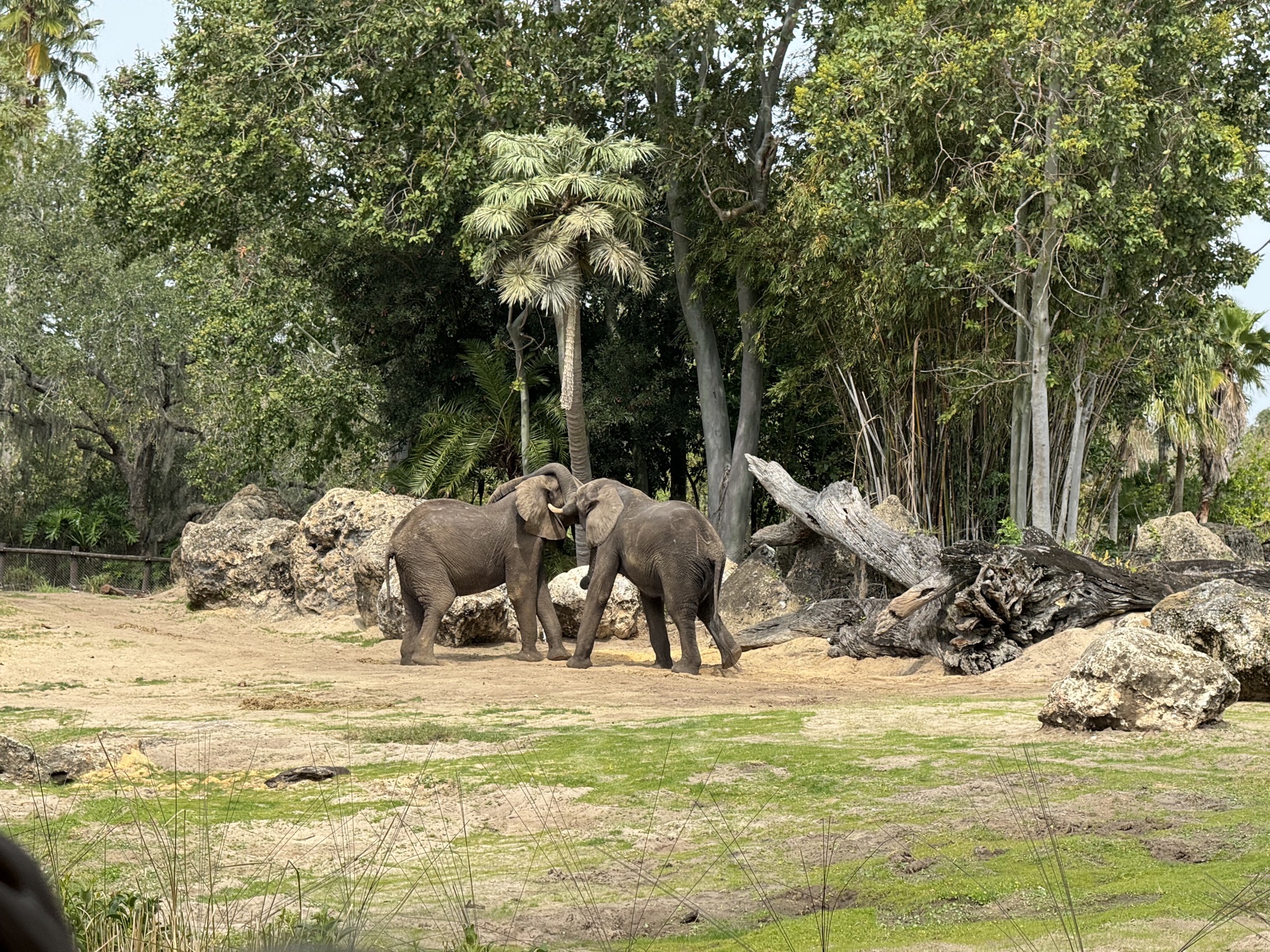 Africa