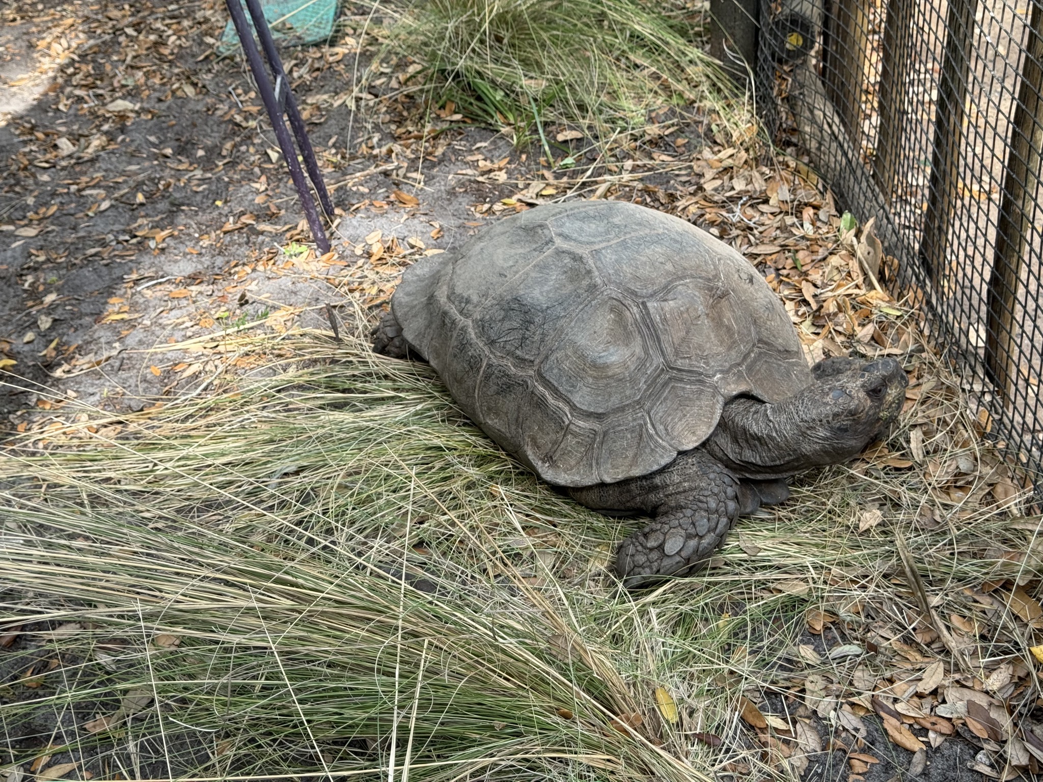 Tortiose
