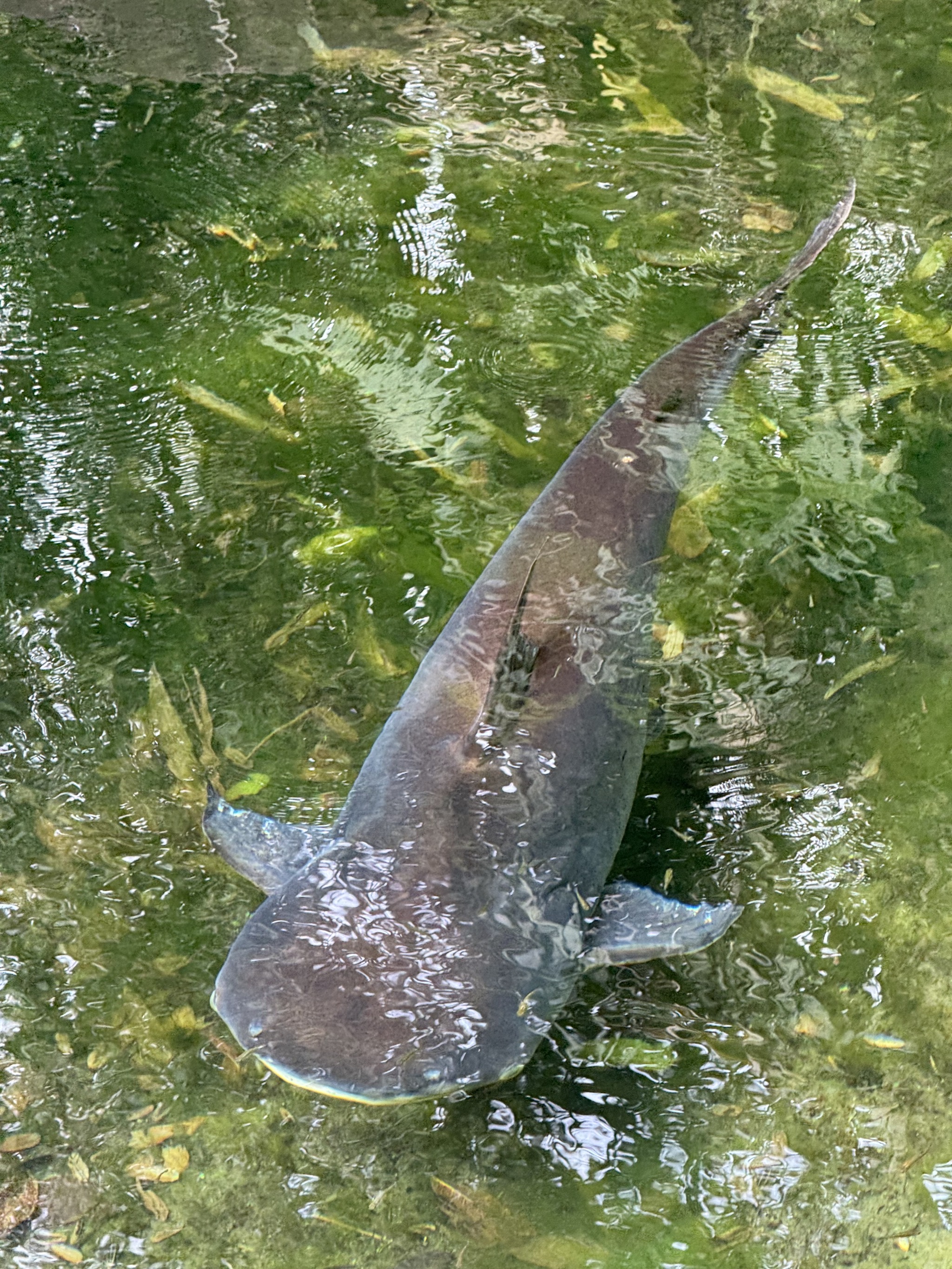 Fishy thing