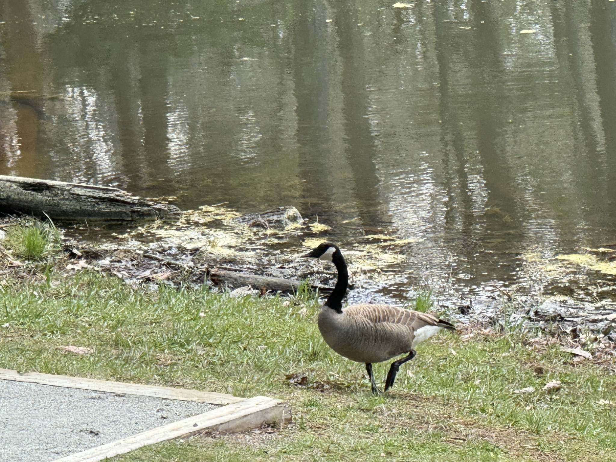 Goose