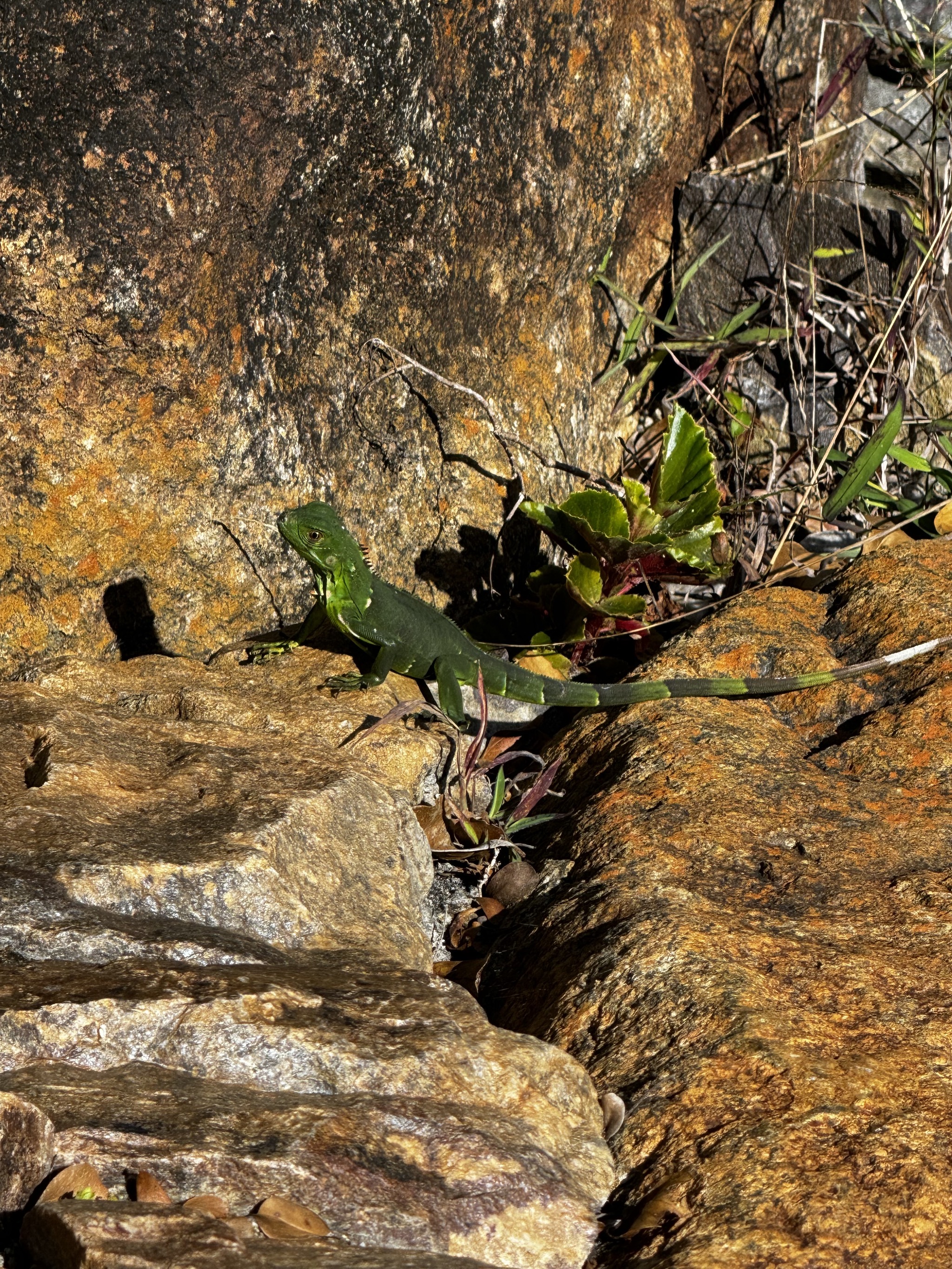 Lizard